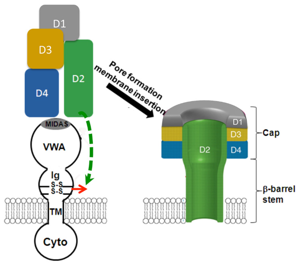 Toxins 08 00034 g006 1024