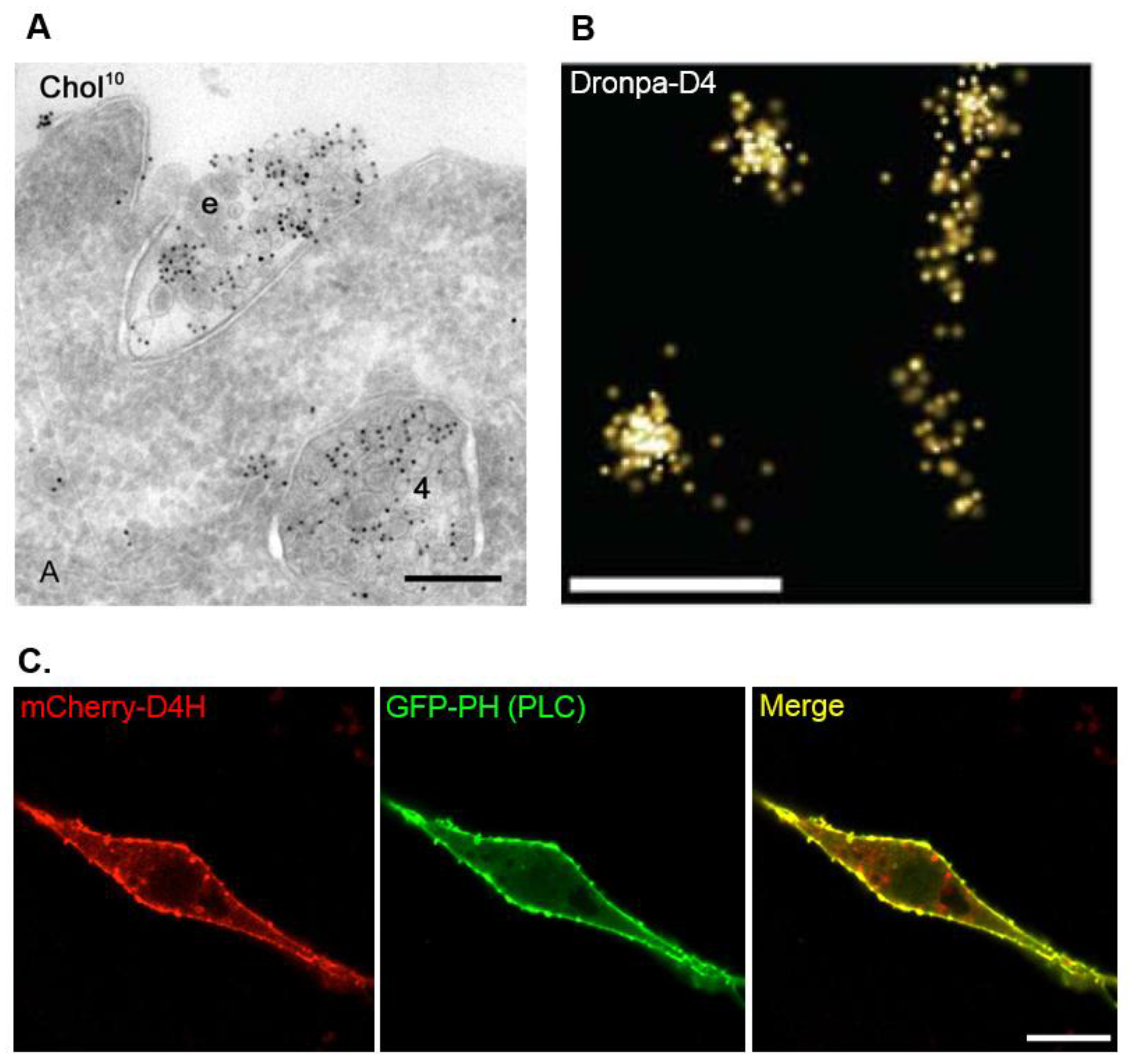 Toxins 08 00067 g003