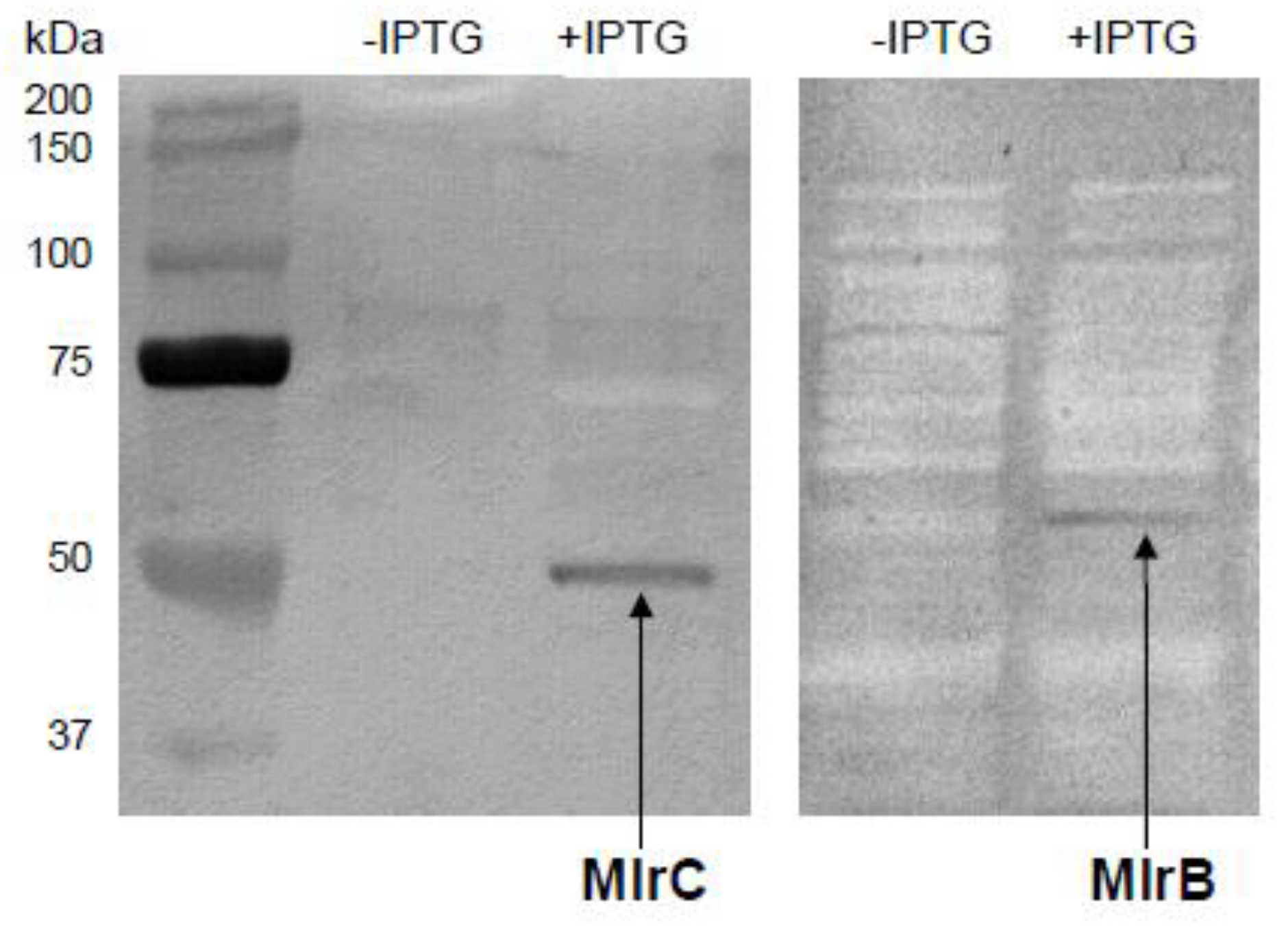 Toxins 08 00076 g001
