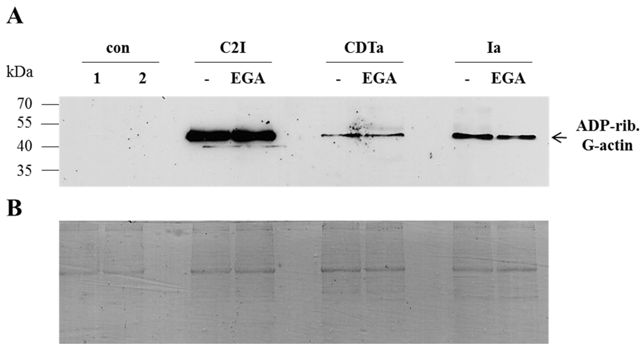Toxins 08 00101 g003