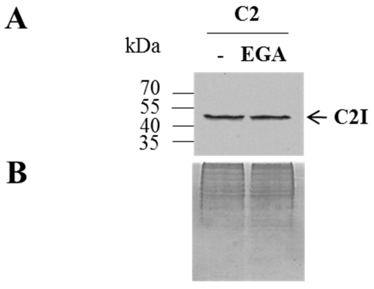 Toxins 08 00101 g004