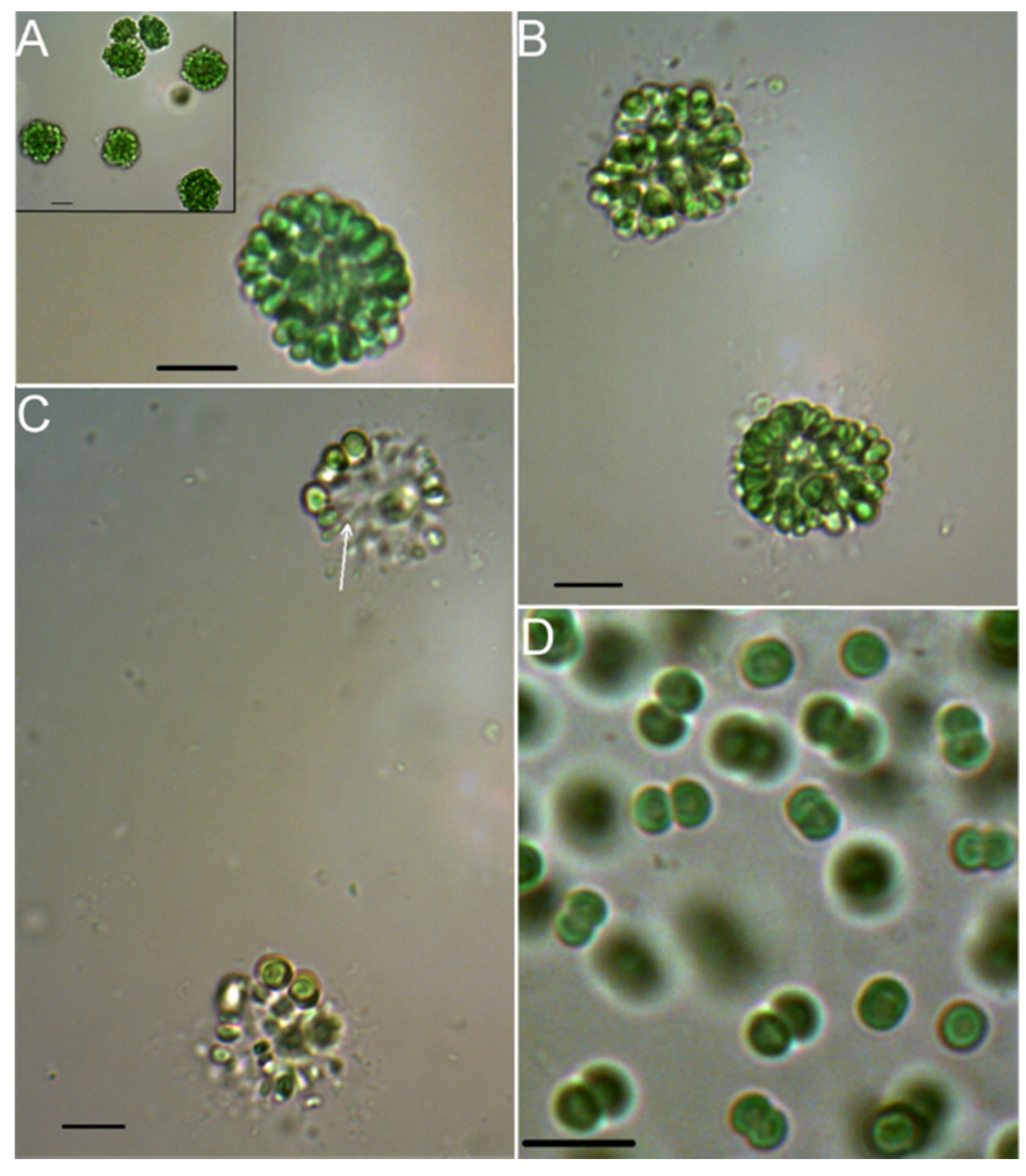 Toxins 08 00108 g002