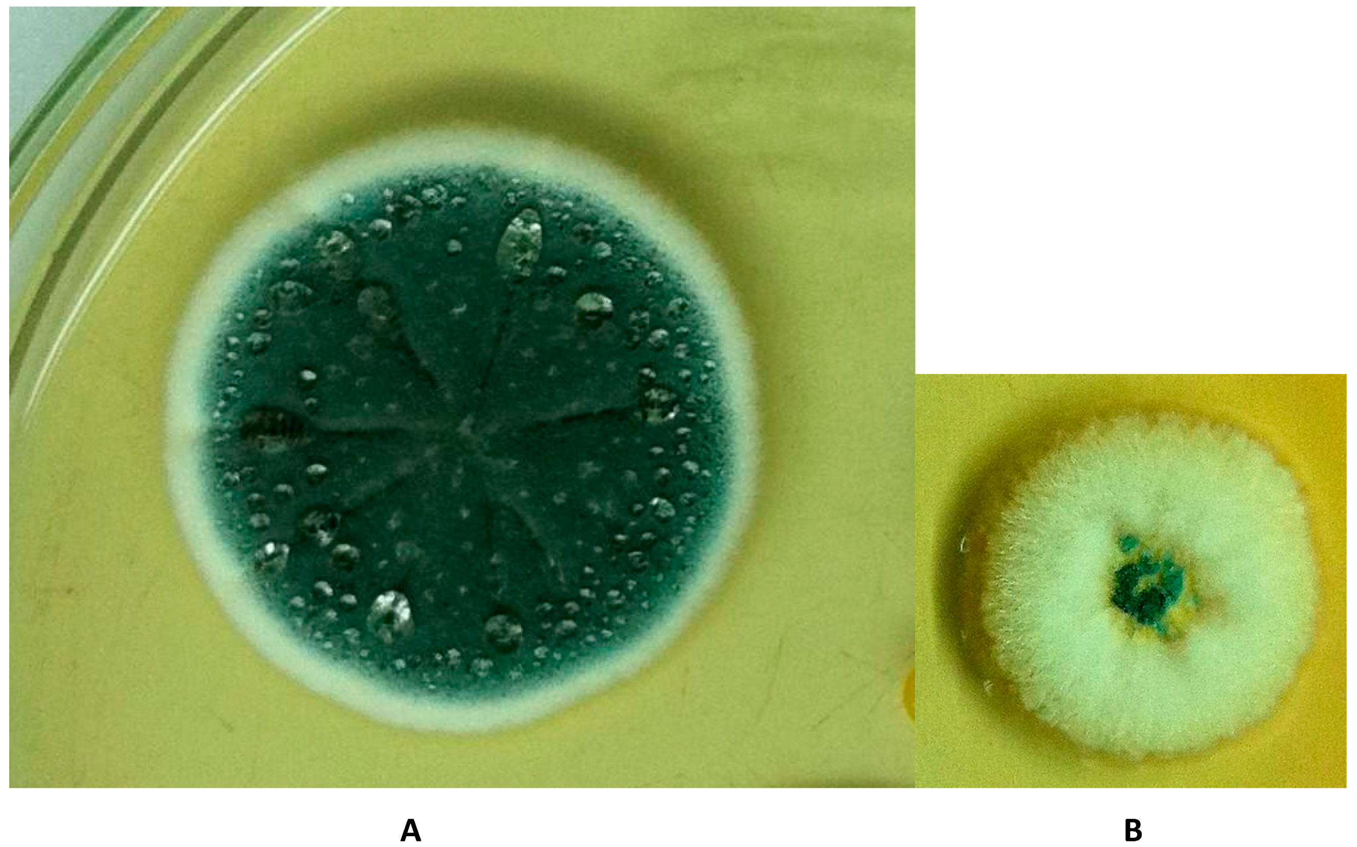 Toxins 08 00166 g001