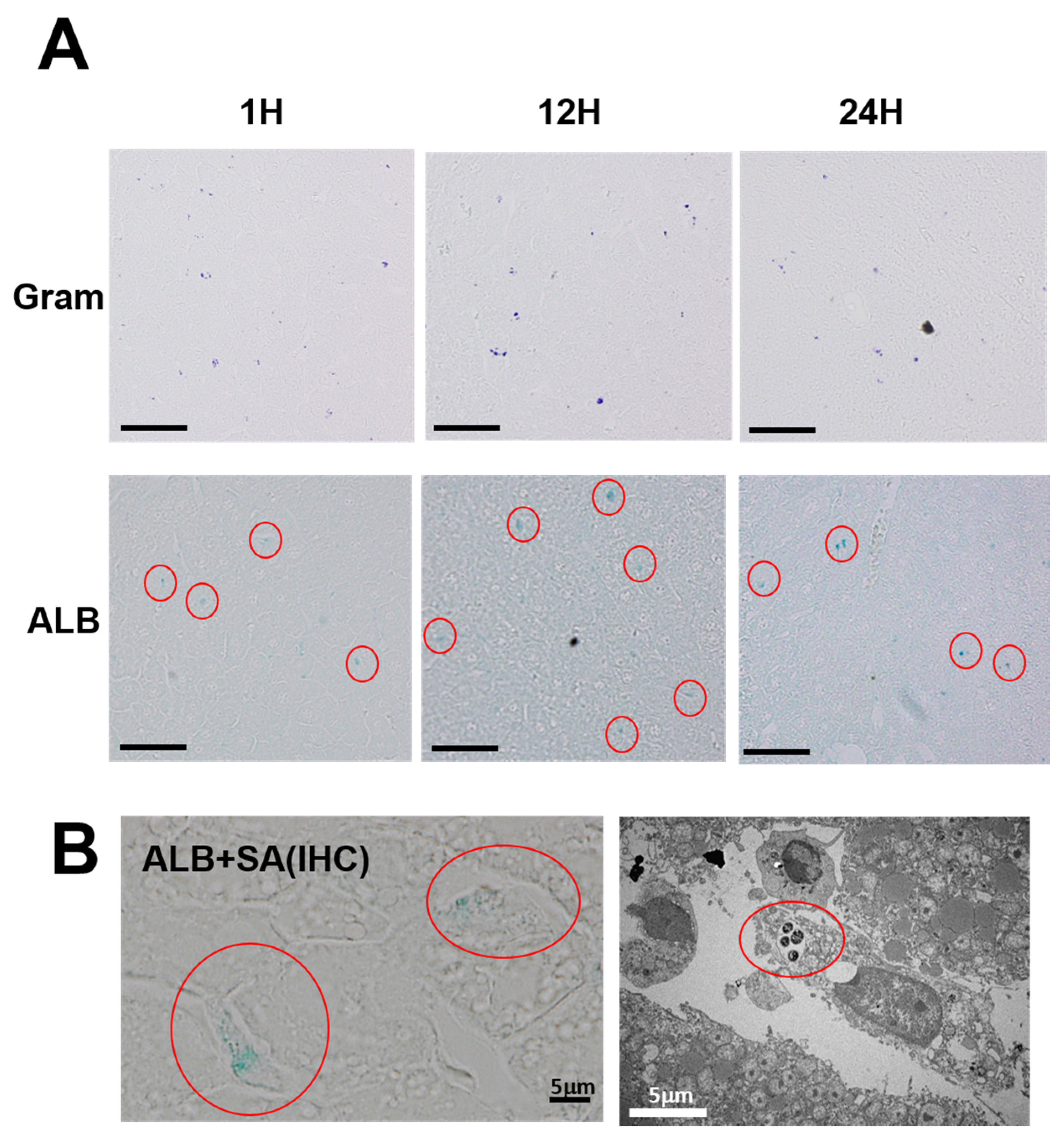 Toxins 08 00198 g003