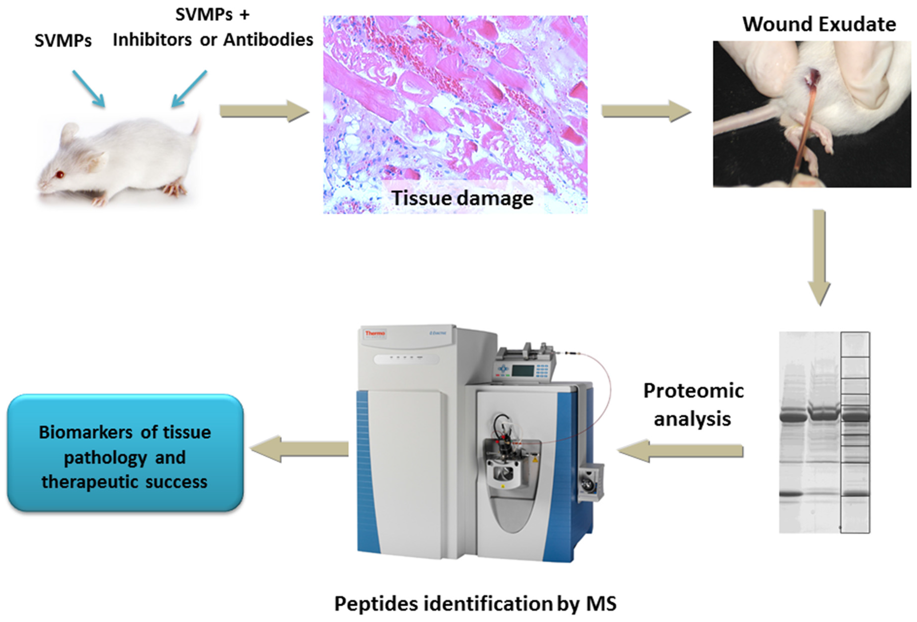 Toxins 08 00304 g002