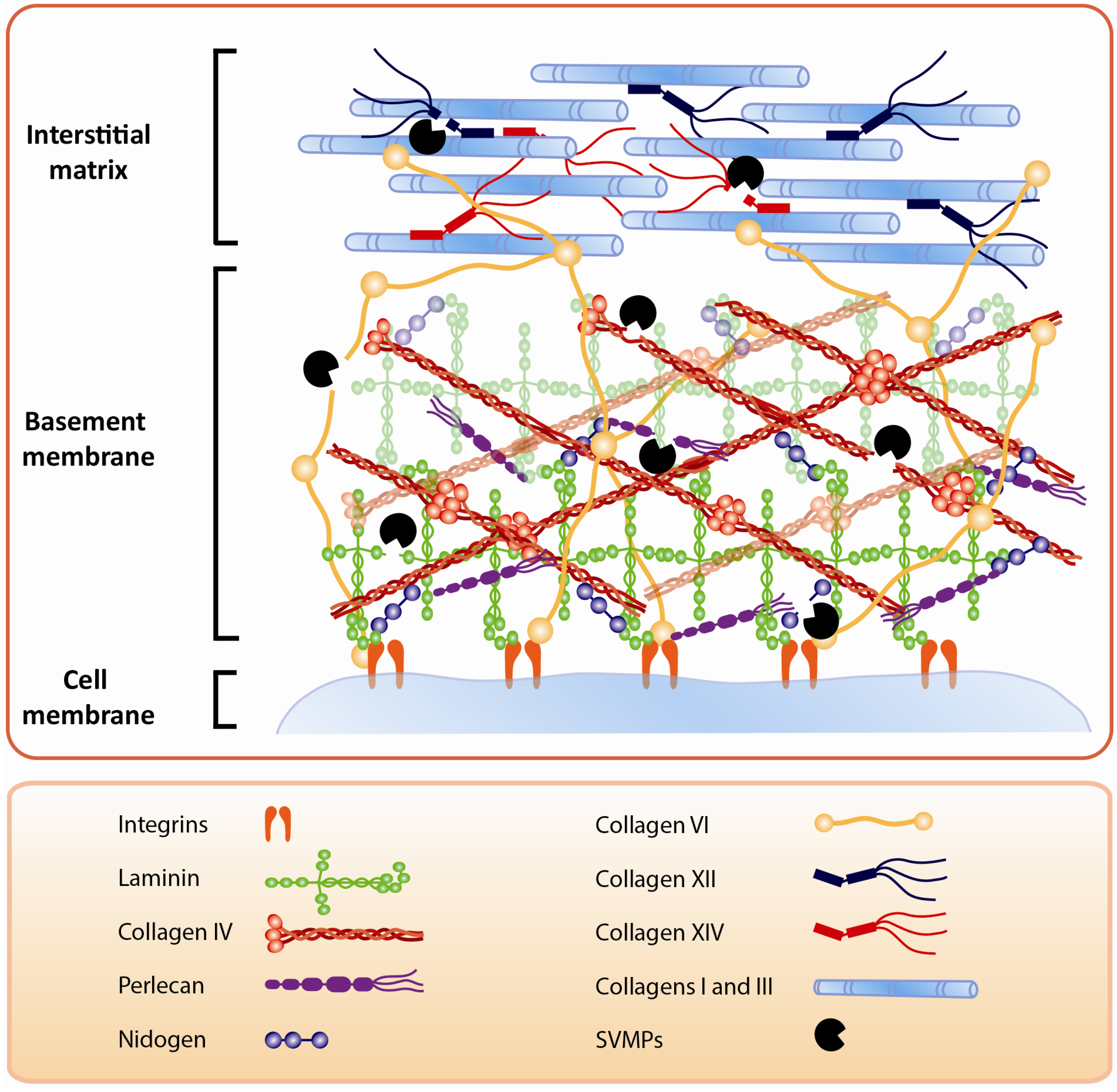 Toxins 08 00304 g004
