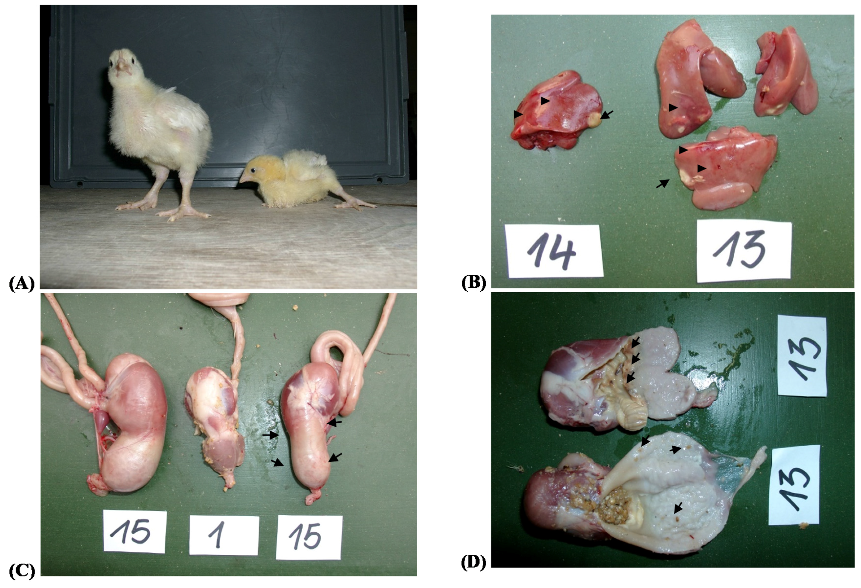 Toxins 09 00118 g001