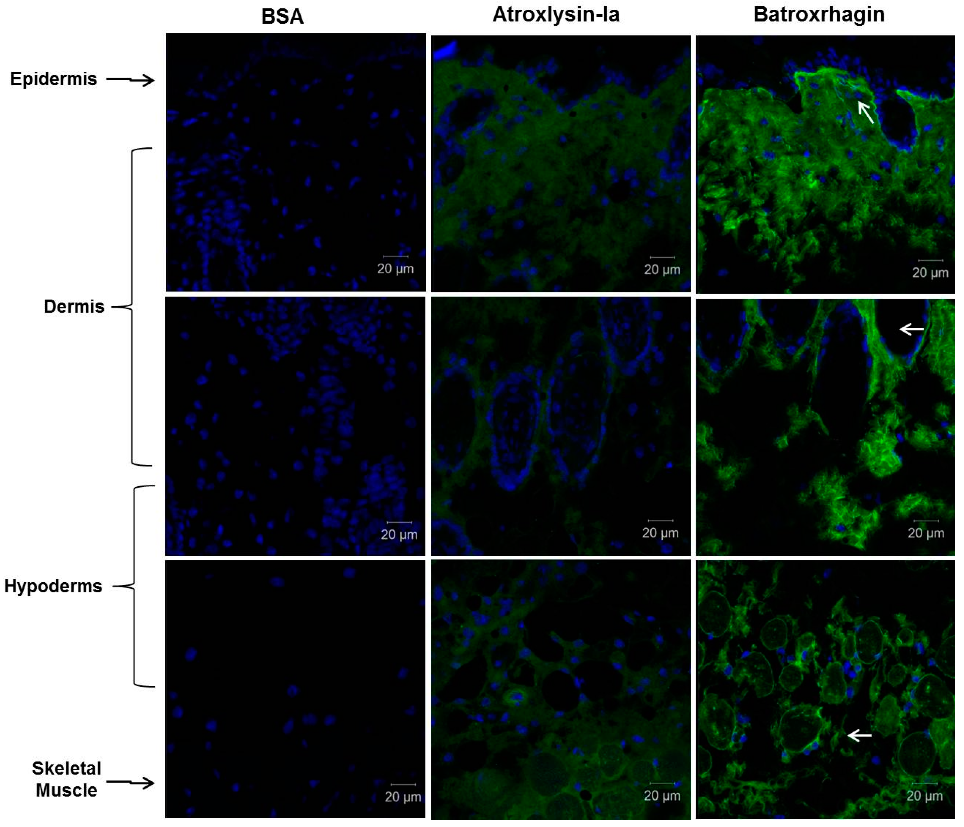 Toxins 09 00239 g006