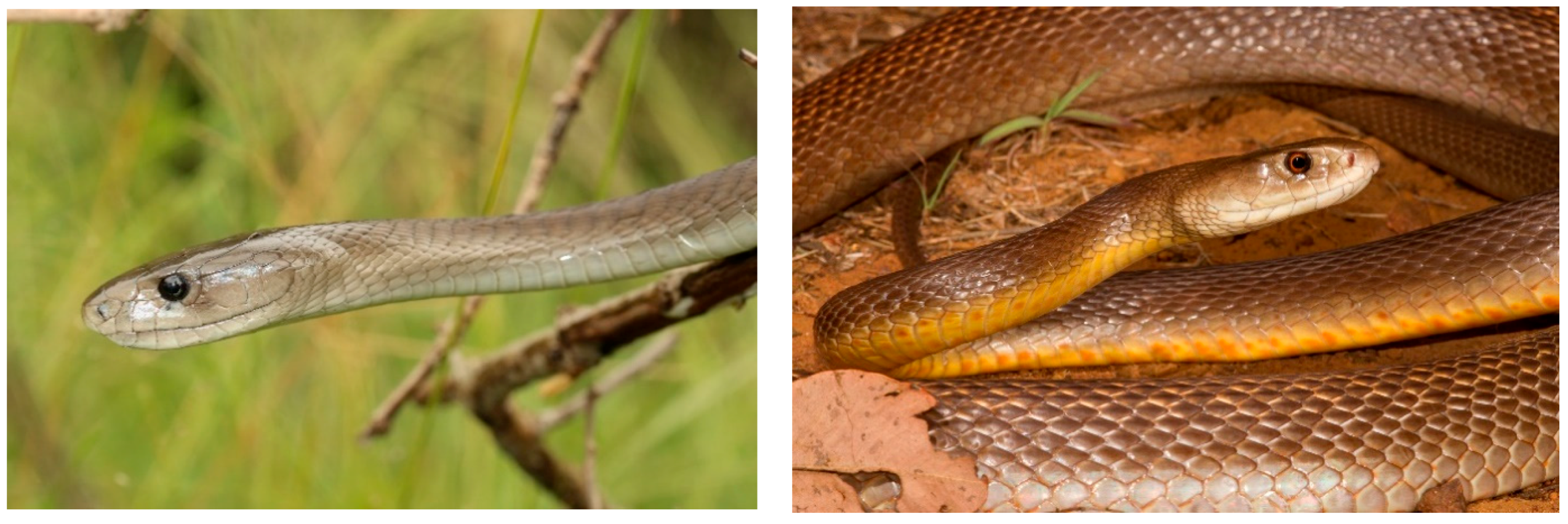 Toxins 09 00290 g004 Toxins 09 00290 g004