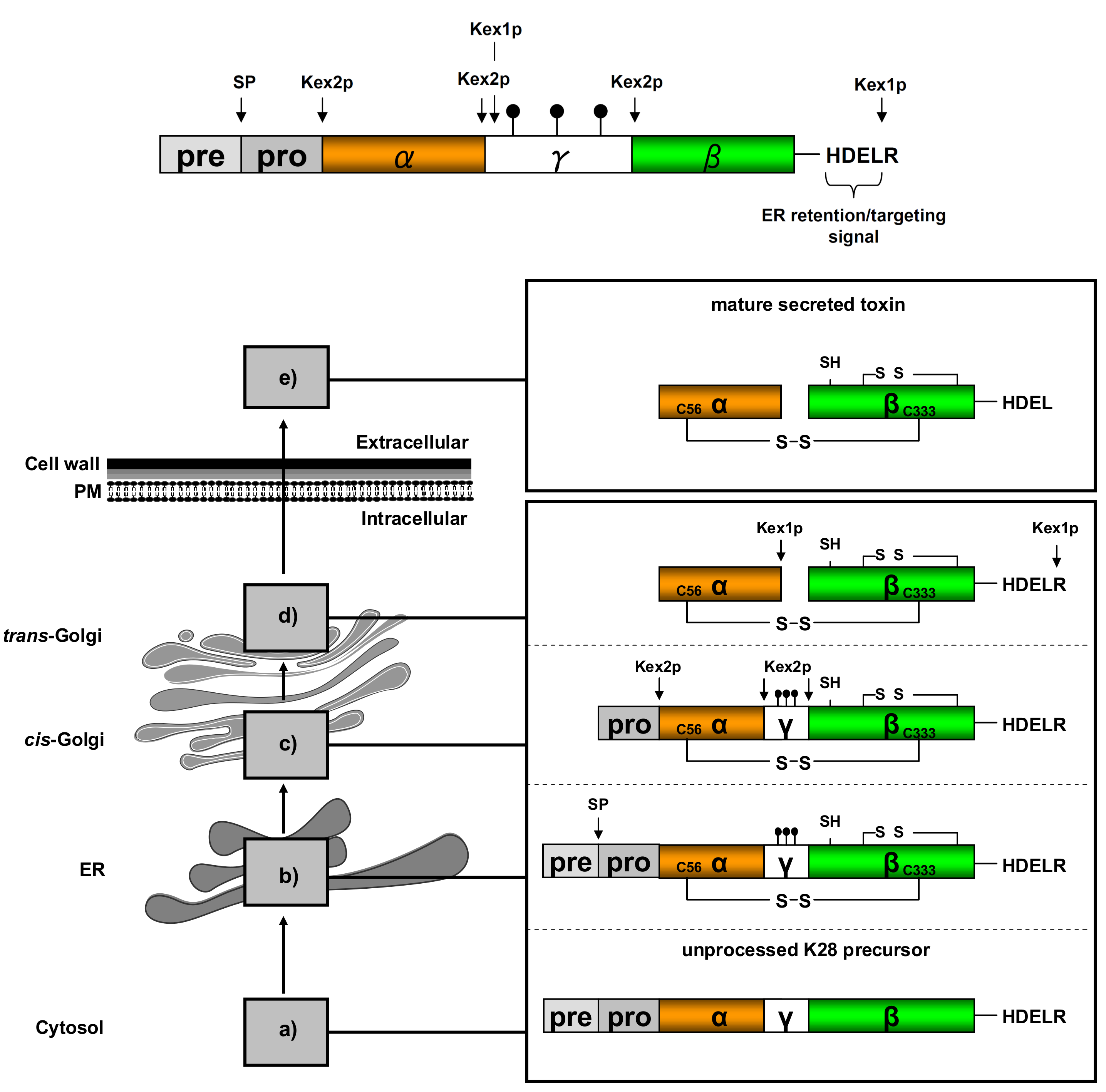 Toxins 09 00333 g003