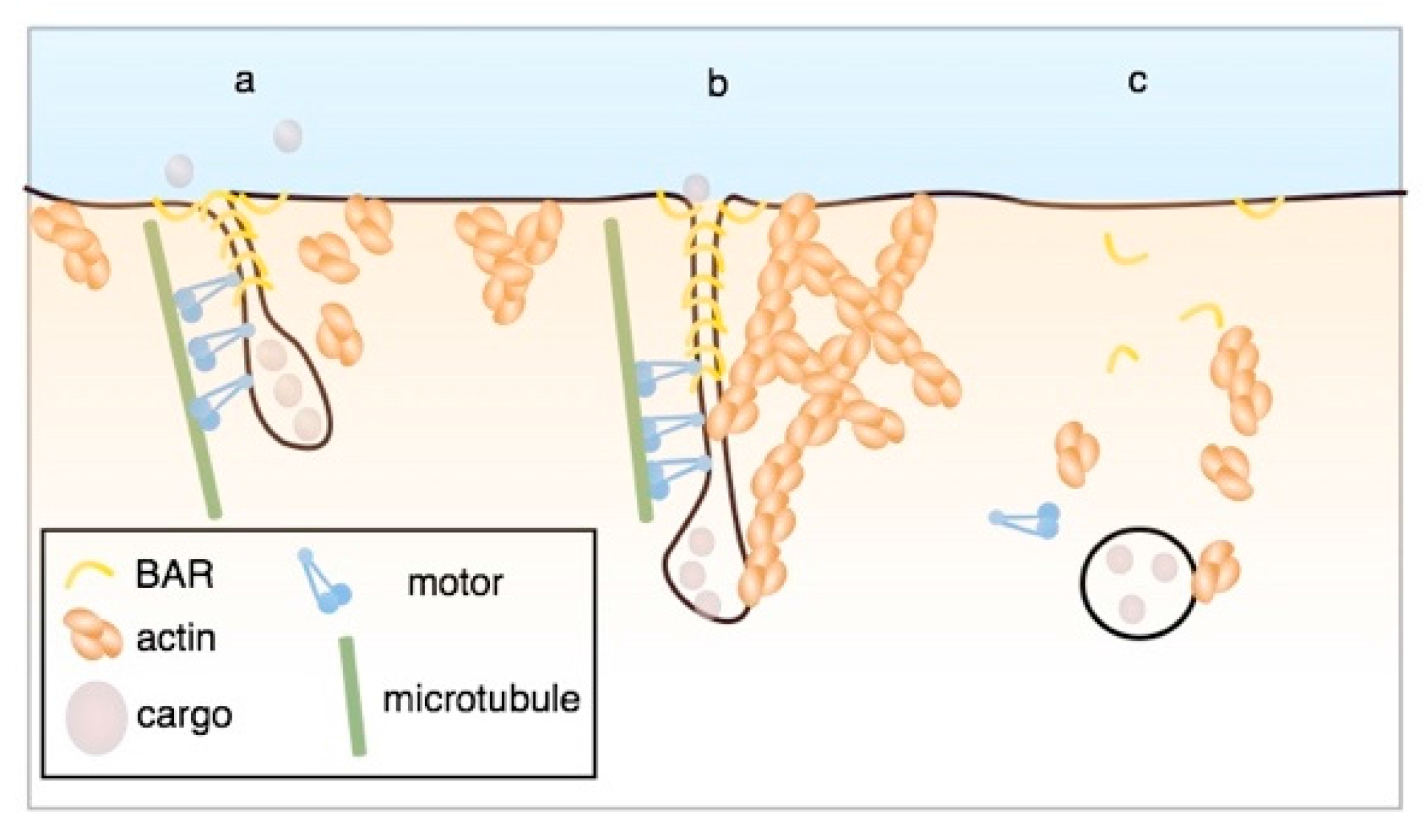 Toxins 09 00340 g004