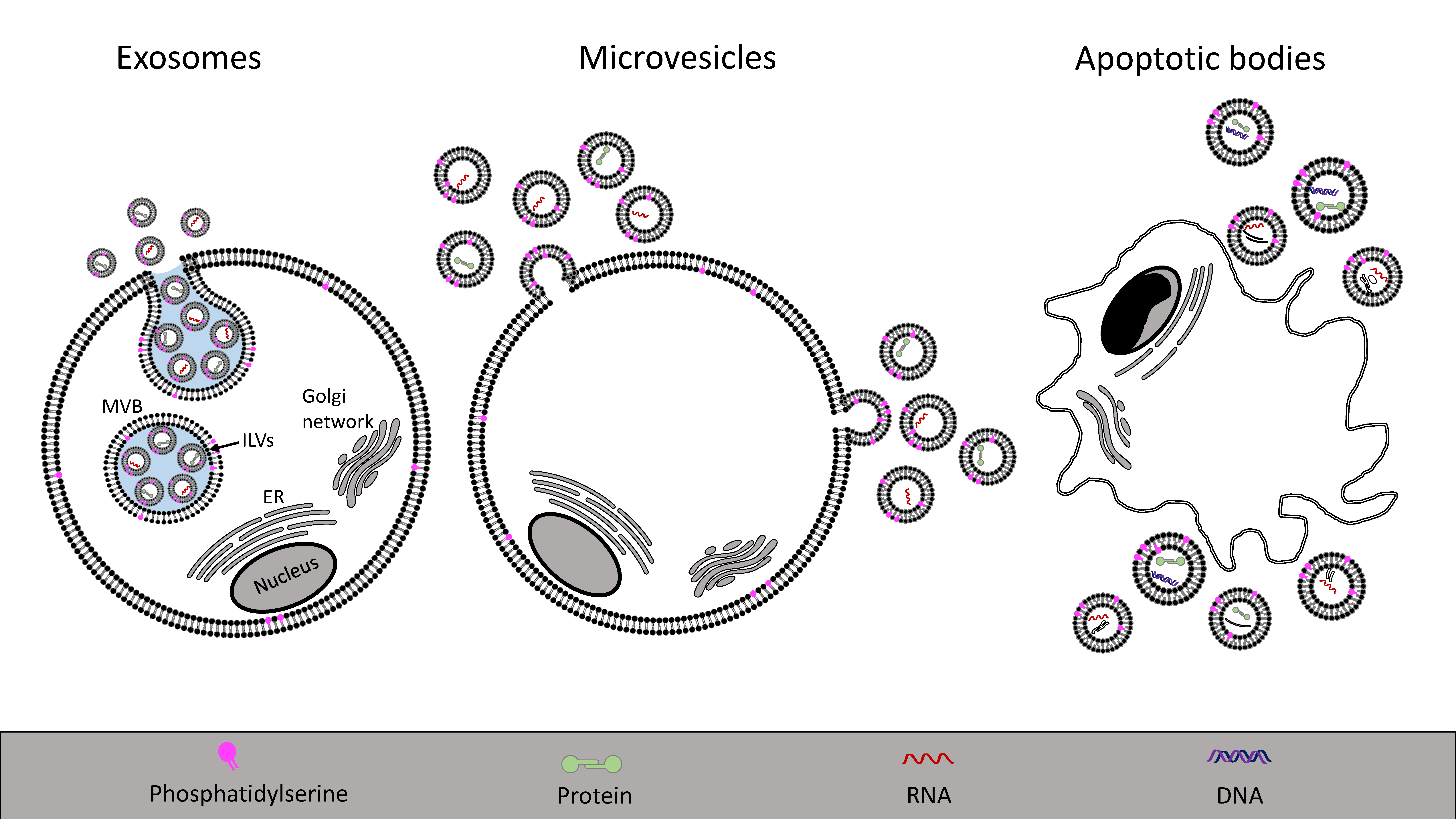 Toxins 09 00376 g001