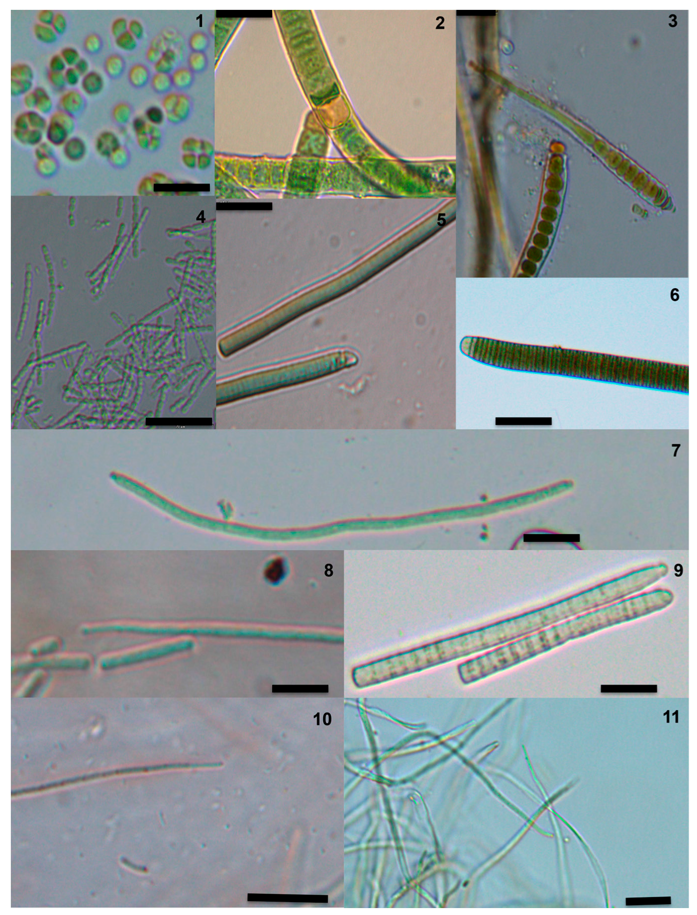 Toxins 09 00385 g008