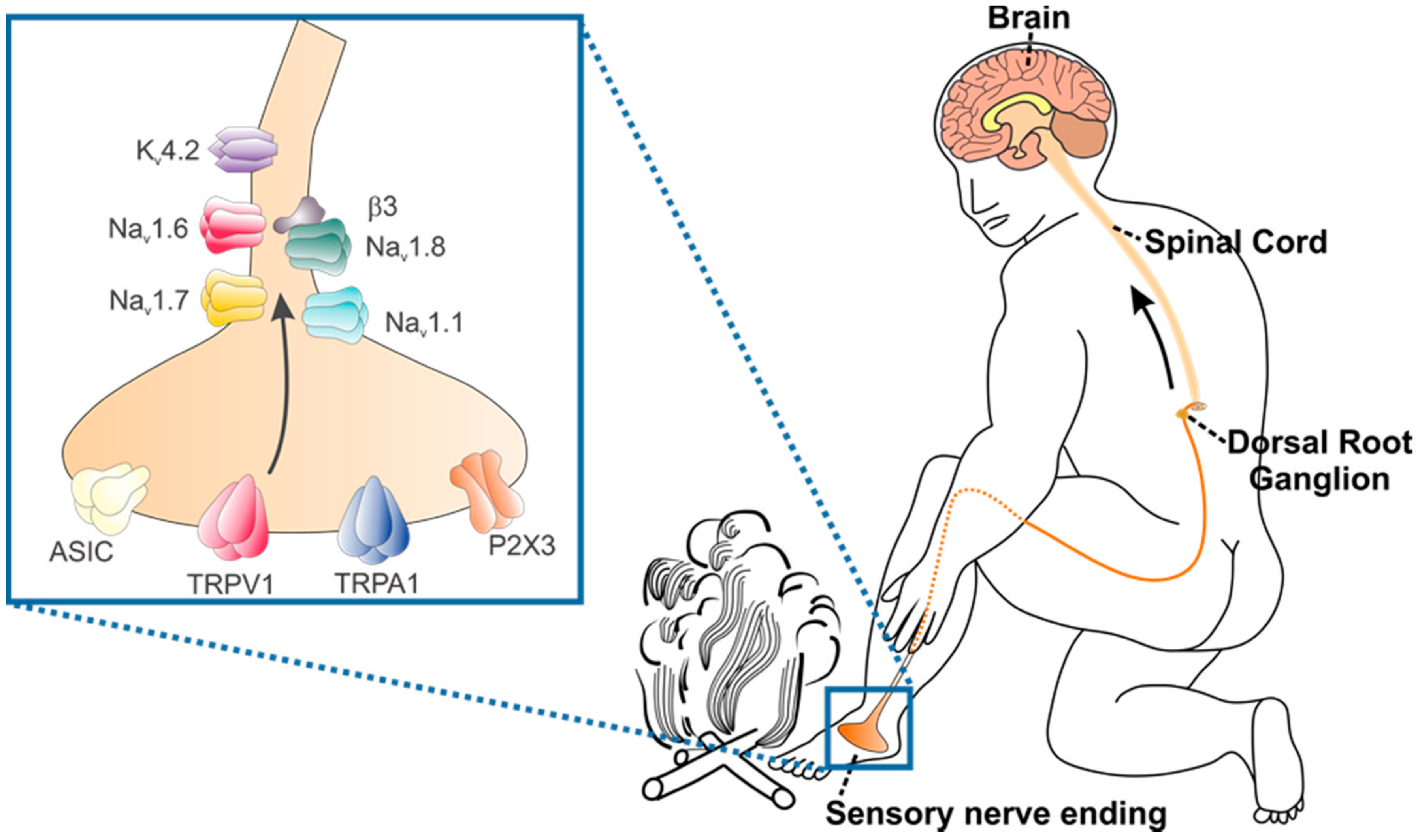 Toxins 10 00015 g001 Toxins 10 00015 g001