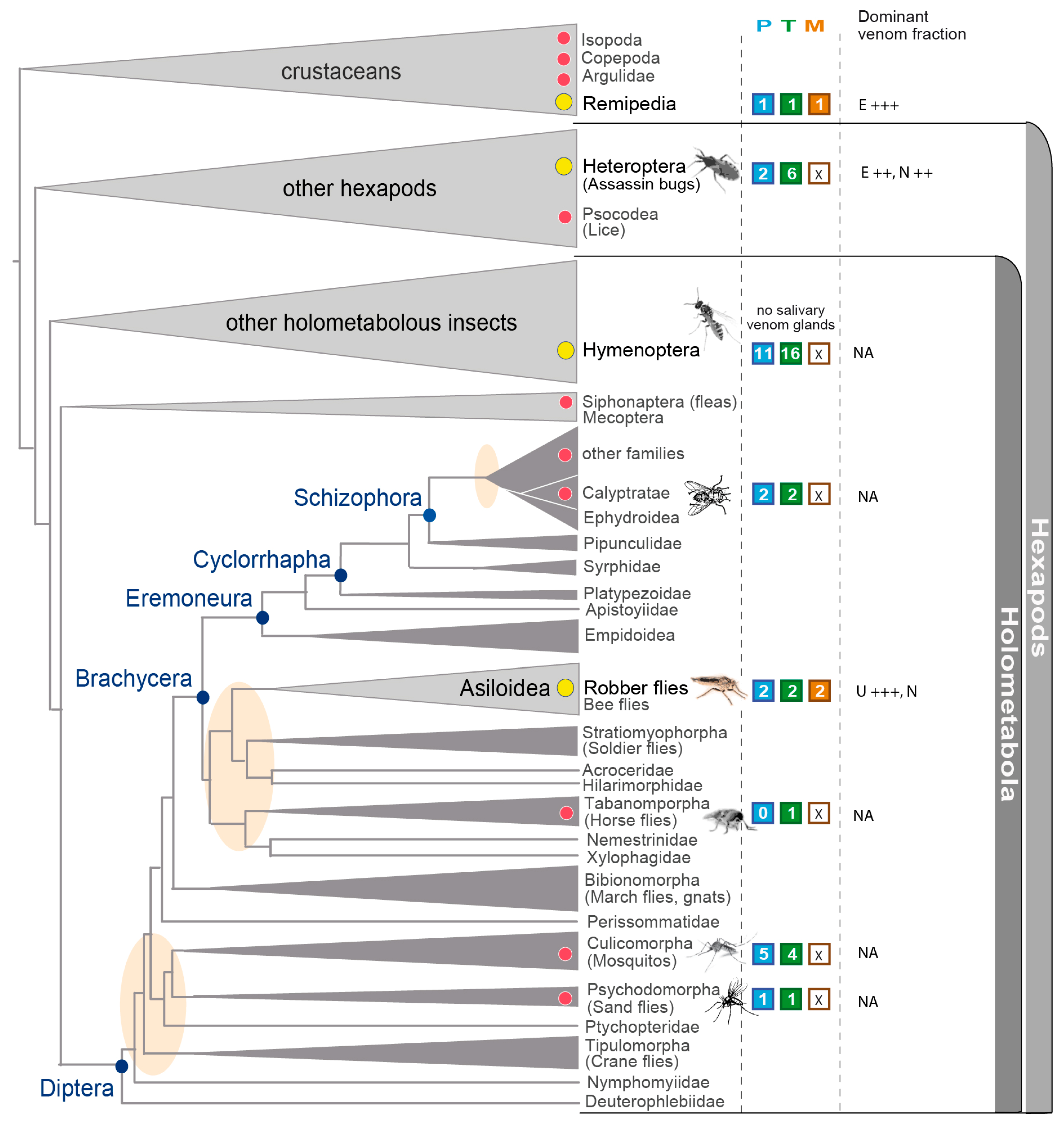 Toxins 10 00029 g008
