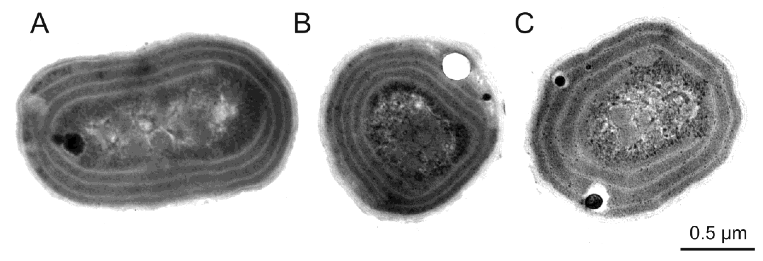 Toxins 10 00048 g001