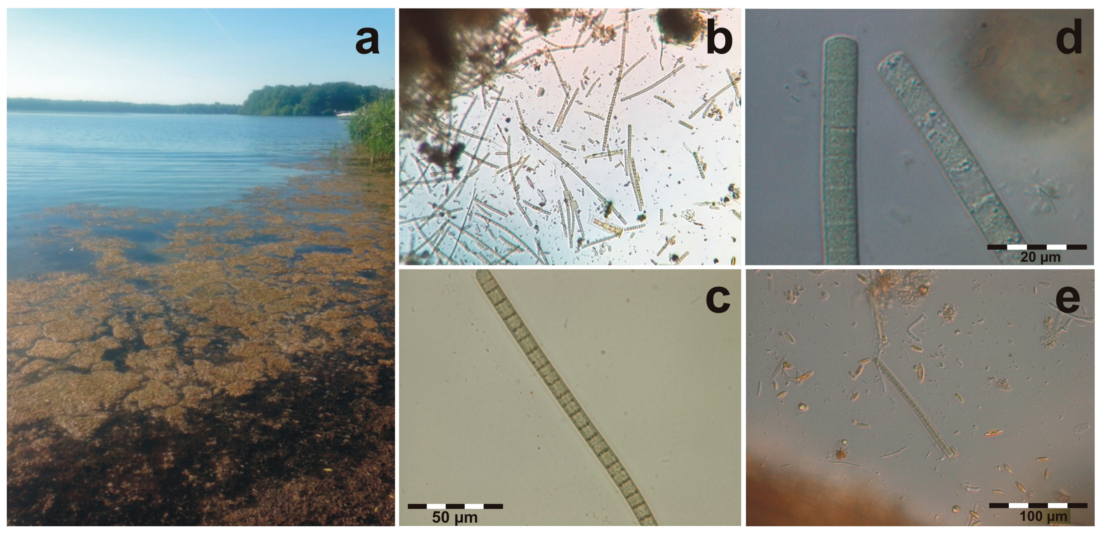 Toxins 10 00060 g001