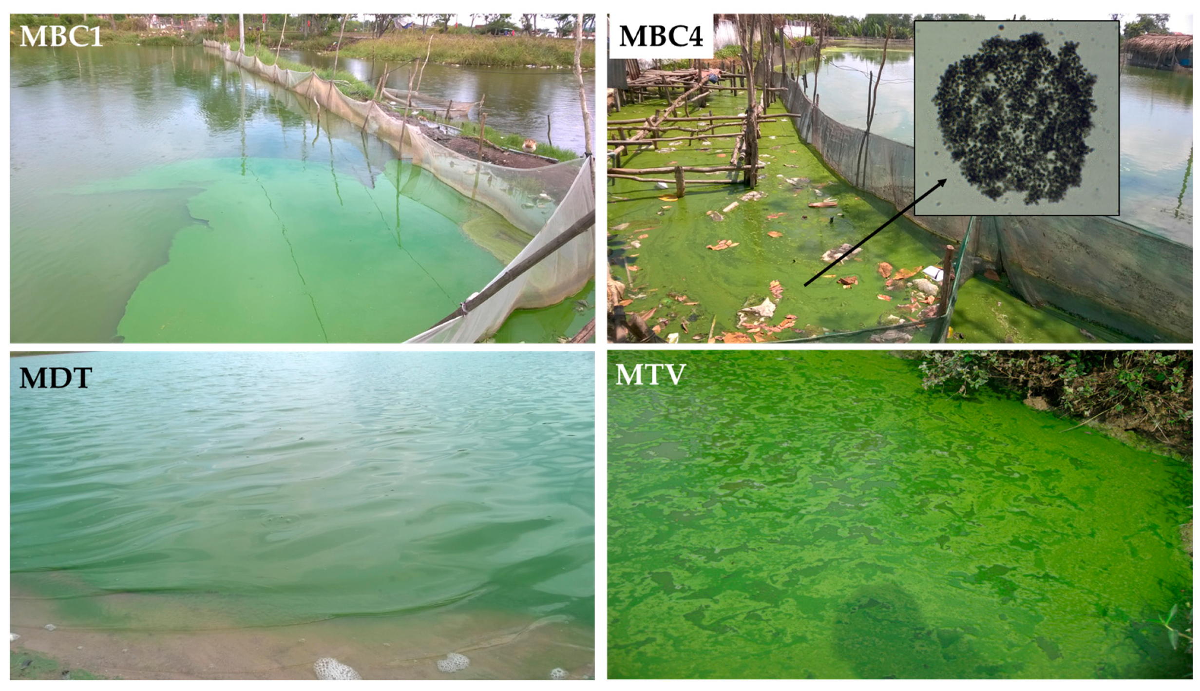 Toxins 10 00123 g001