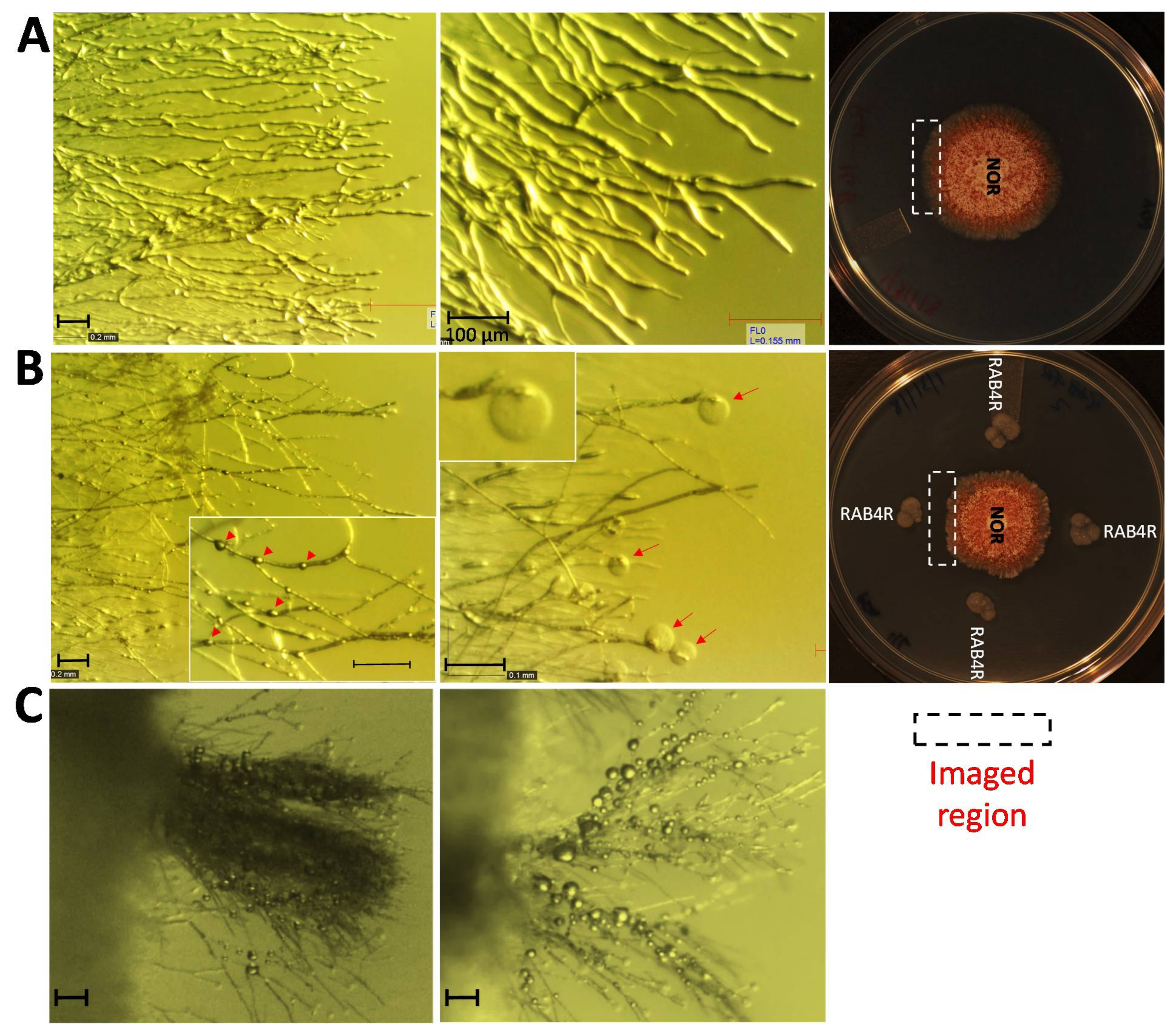 Toxins 10 00159 g005 Toxins 10 00159 g005