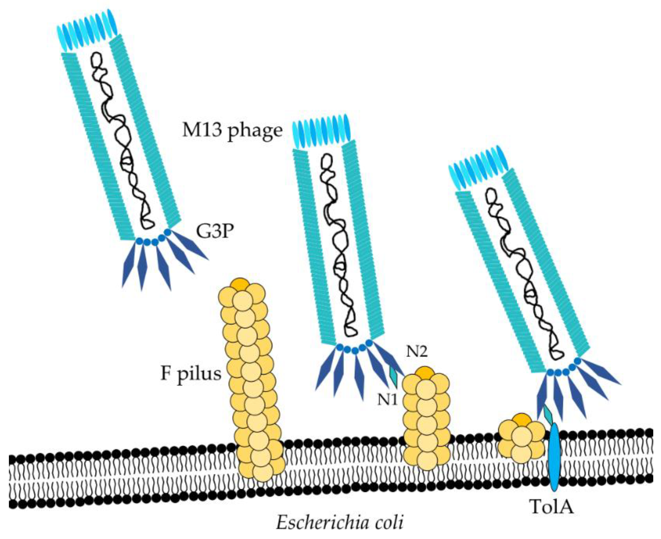 Toxins 10 00236 g002 Toxins 10 00236 g002