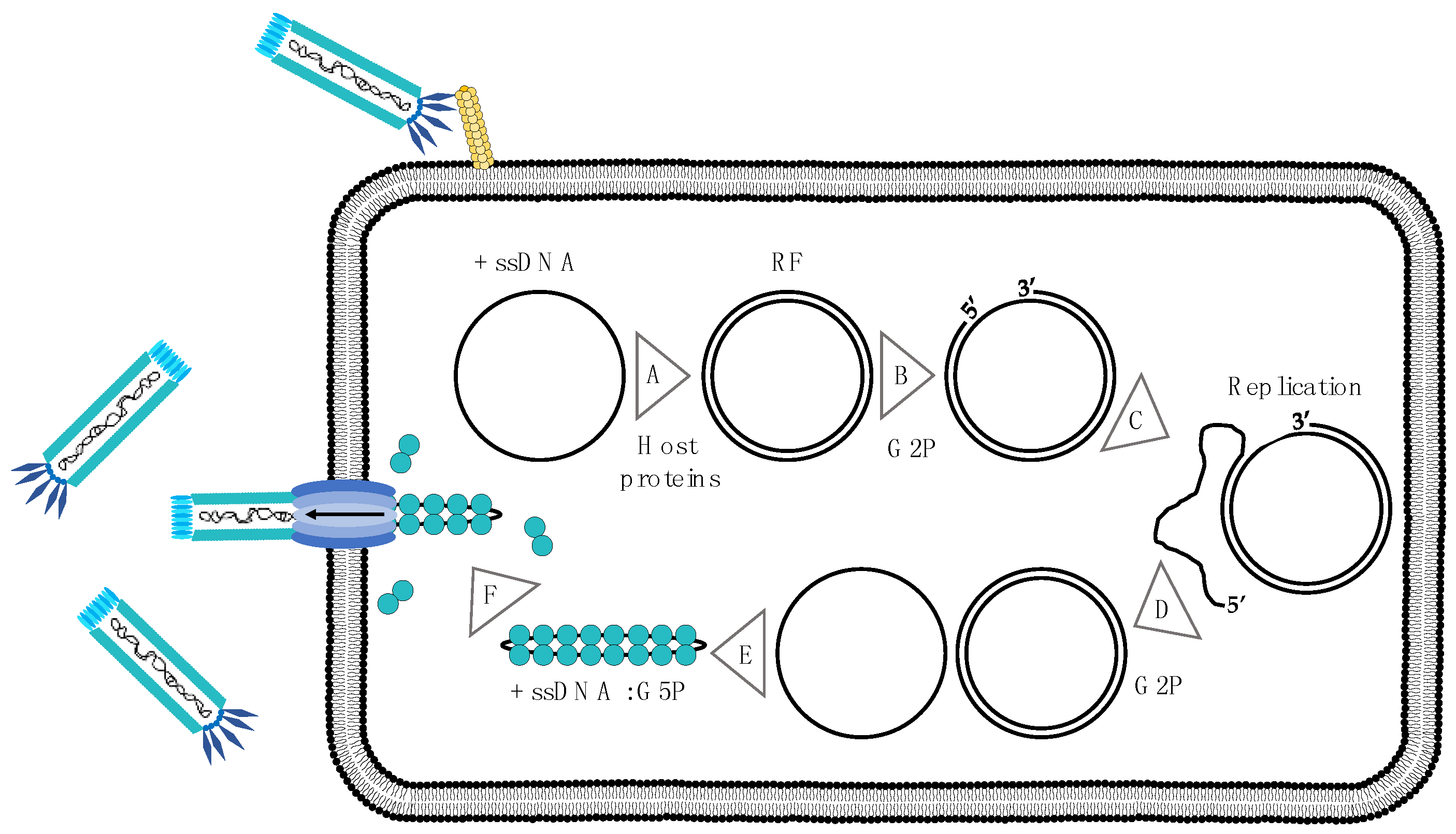 Toxins 10 00236 g003 Toxins 10 00236 g003