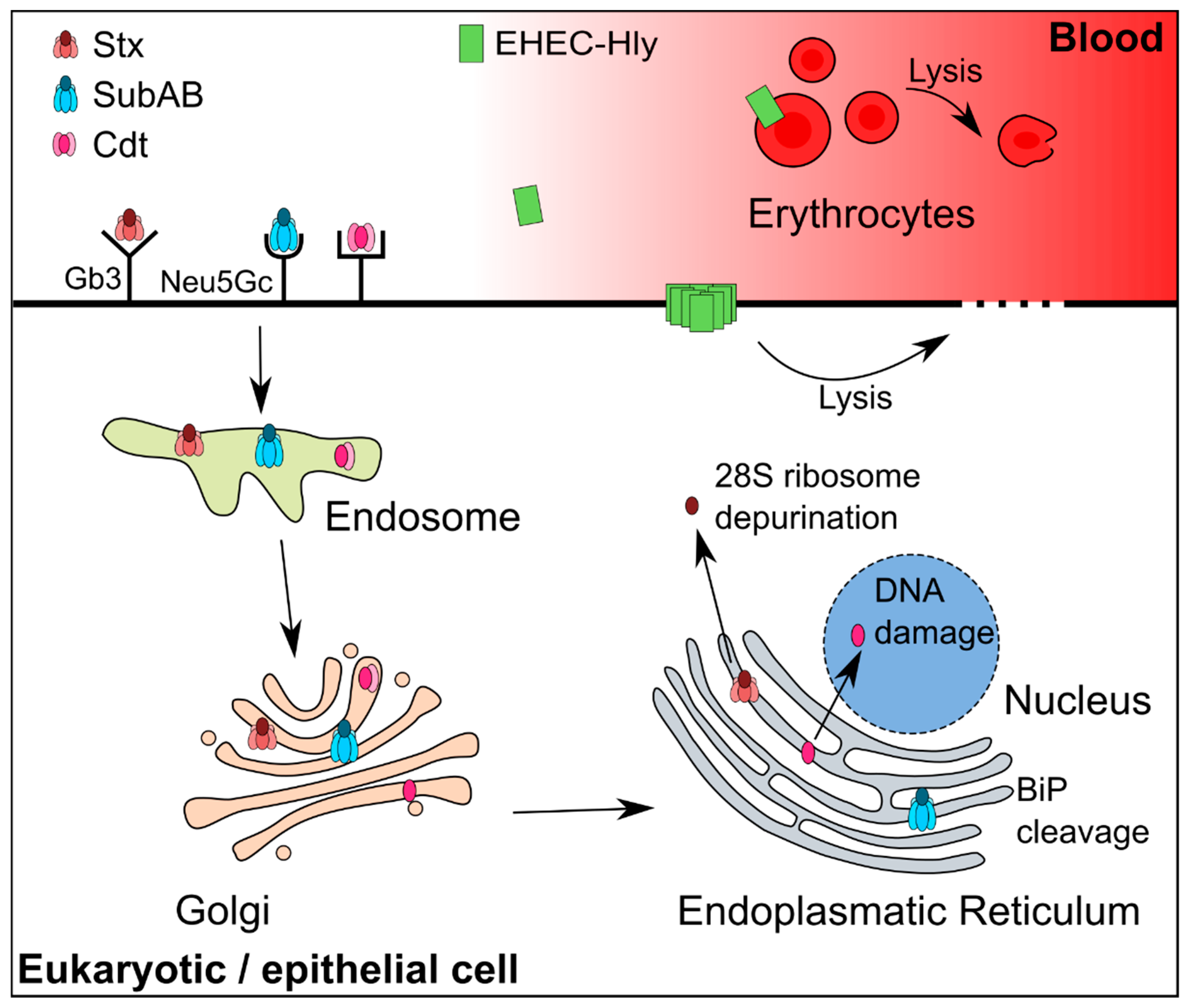 Toxins 10 00241 g001 Toxins 10 00241 g001