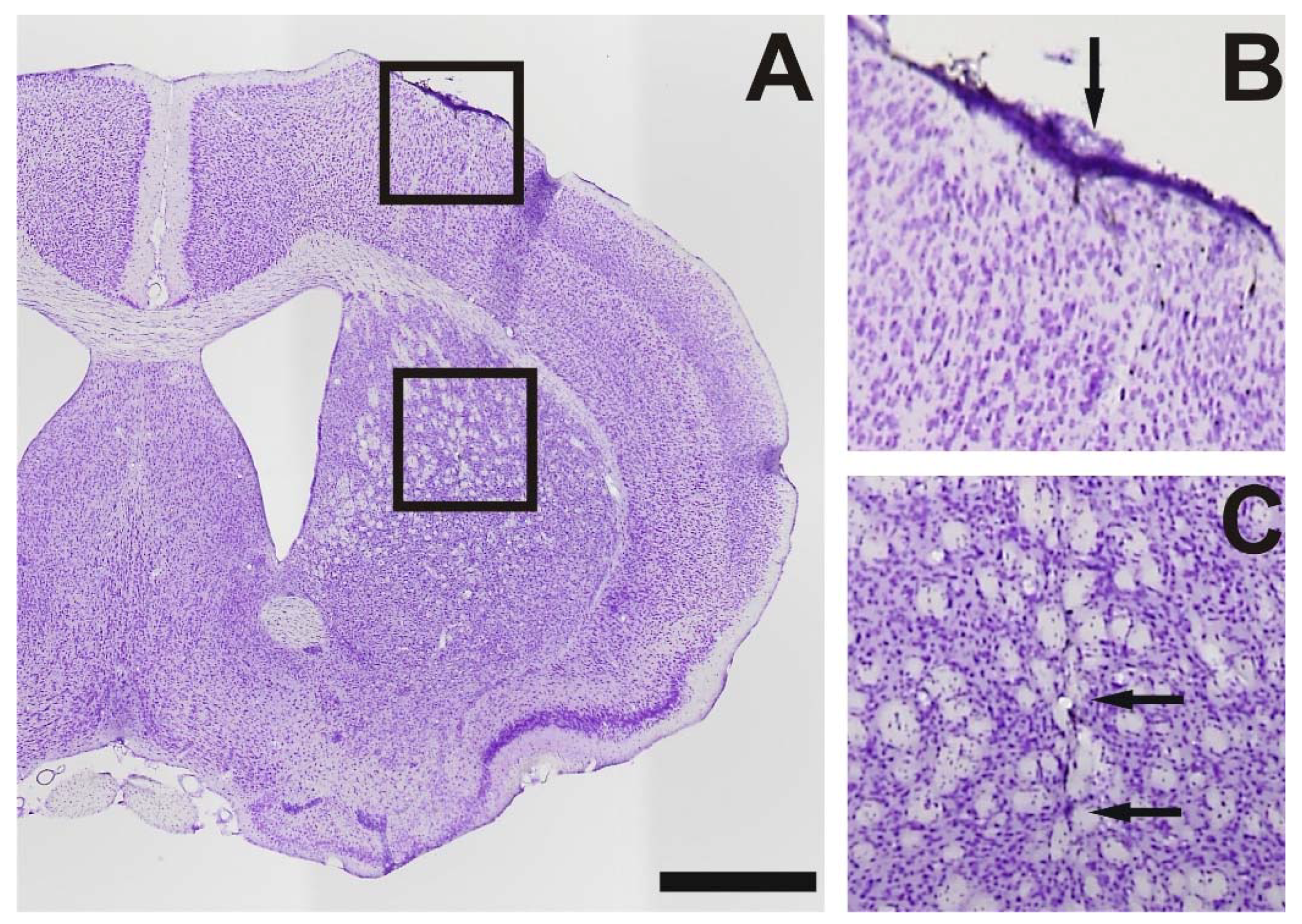 Toxins 10 00295 g005