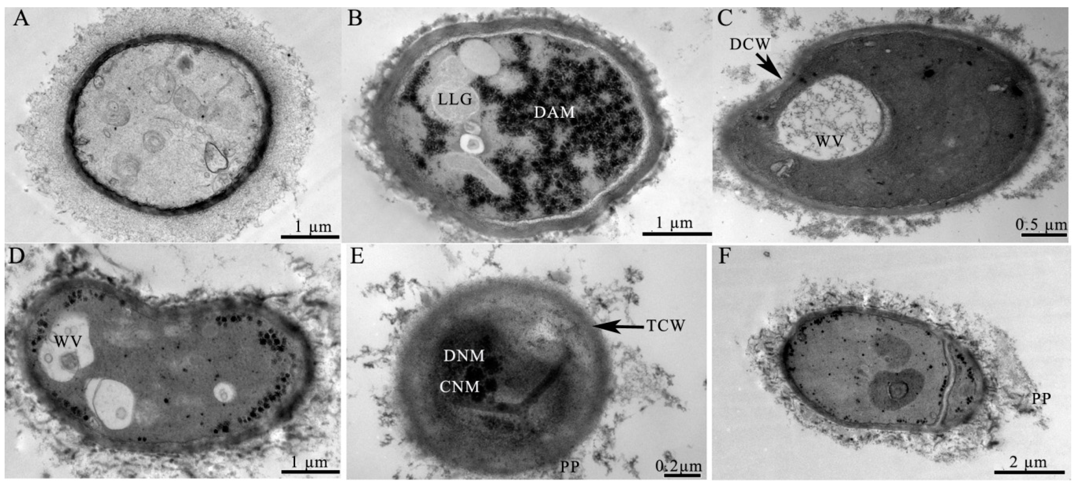 Toxins 10 00340 g003