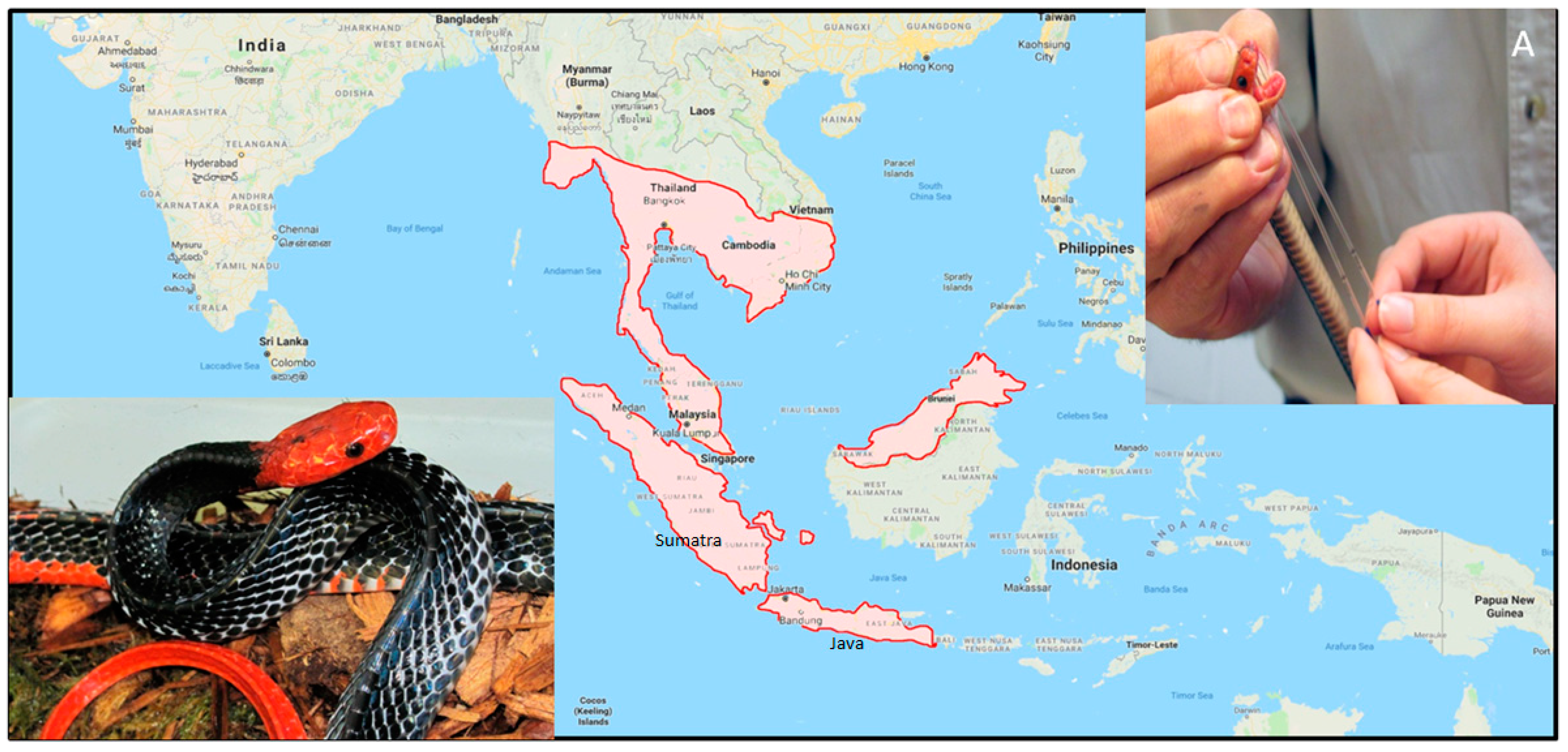 Toxins 10 00373 g001 Toxins 10 00373 g001