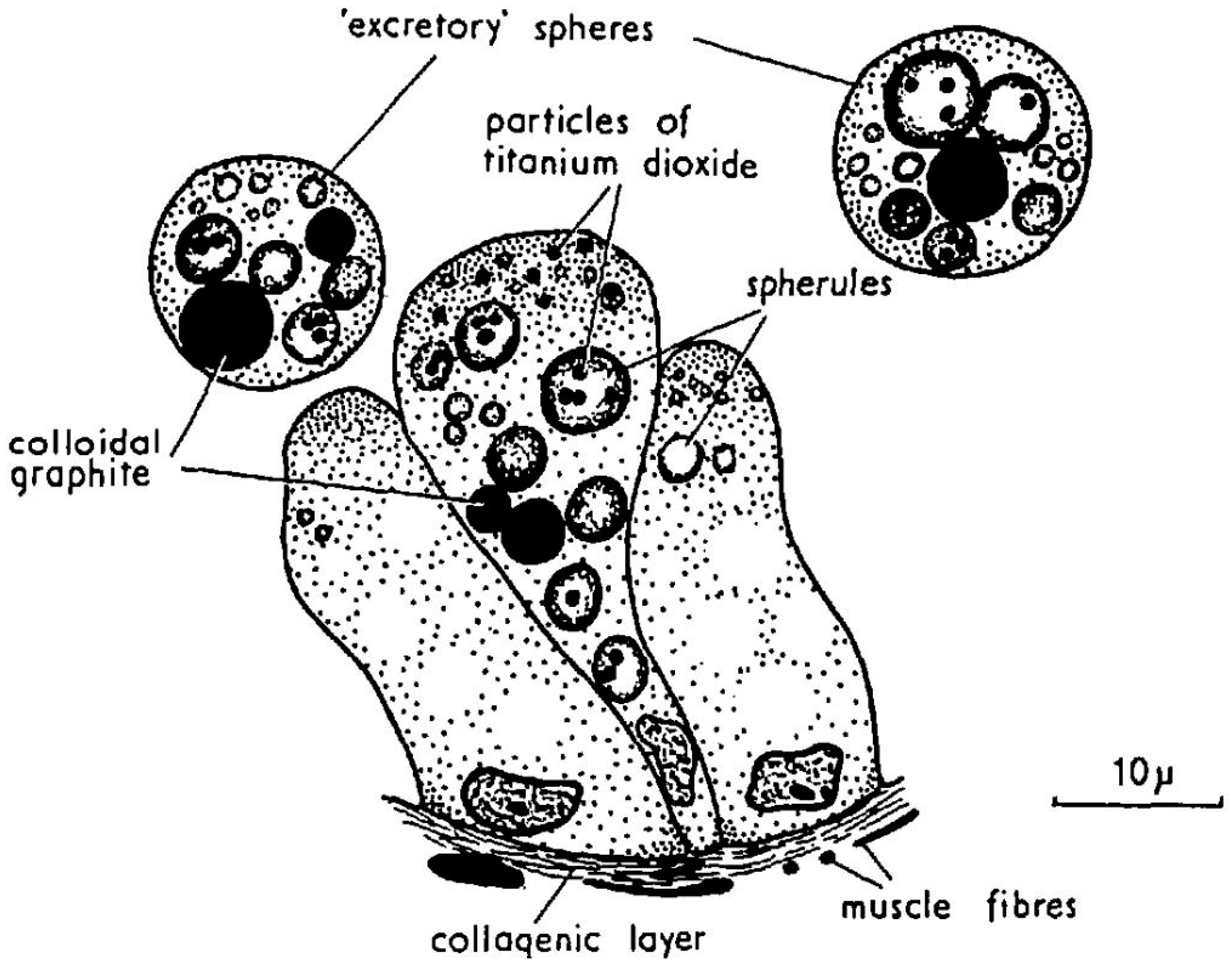 Toxins 10 00453 g008 Toxins 10 00453 g008