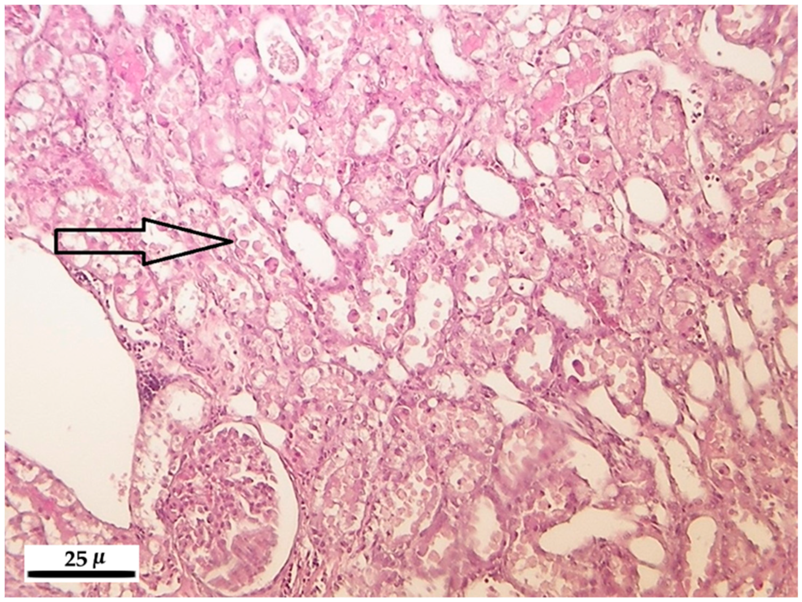 Toxins 10 00465 g003 Toxins 10 00465 g003