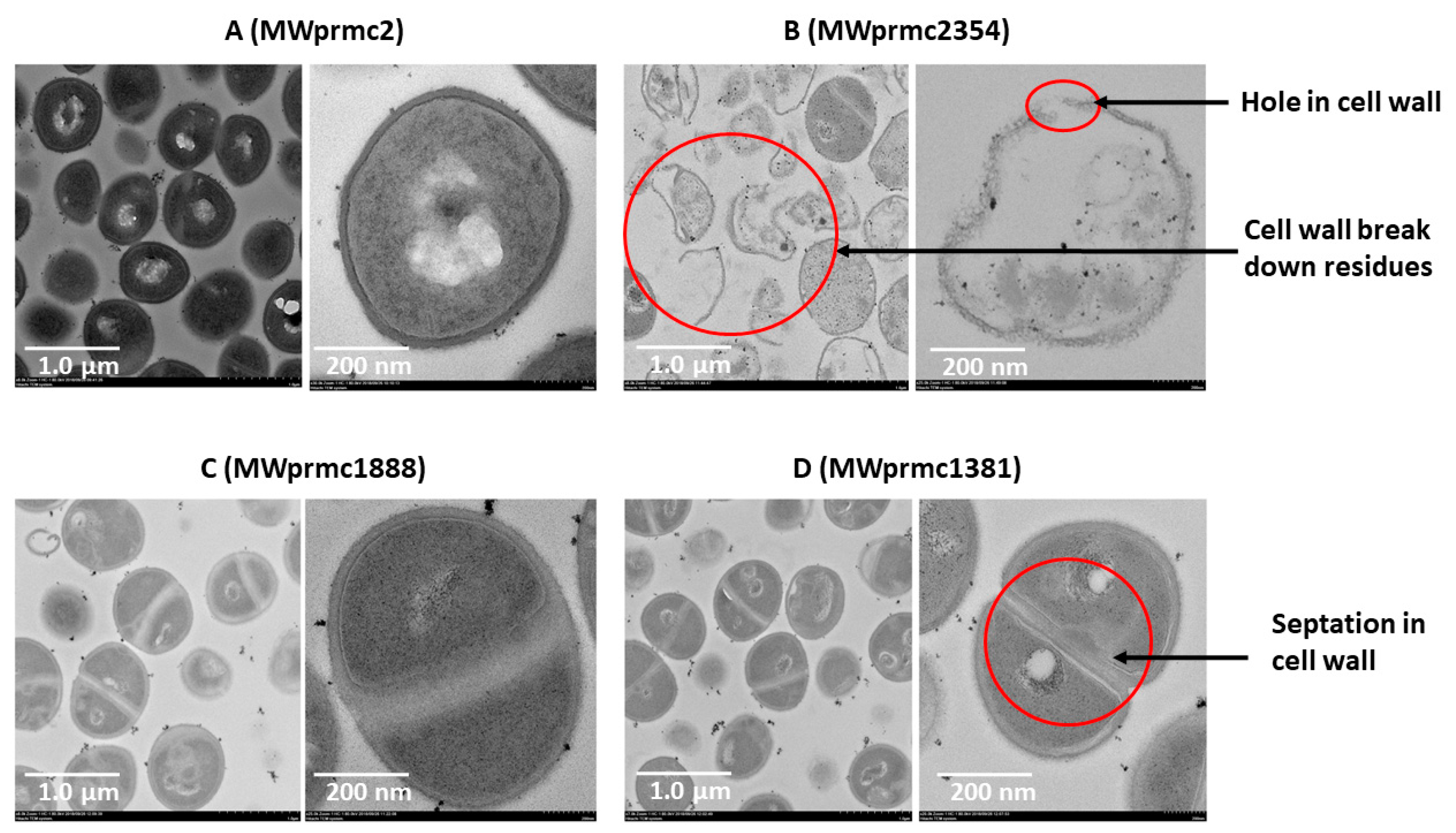 Toxins 10 00473 g008