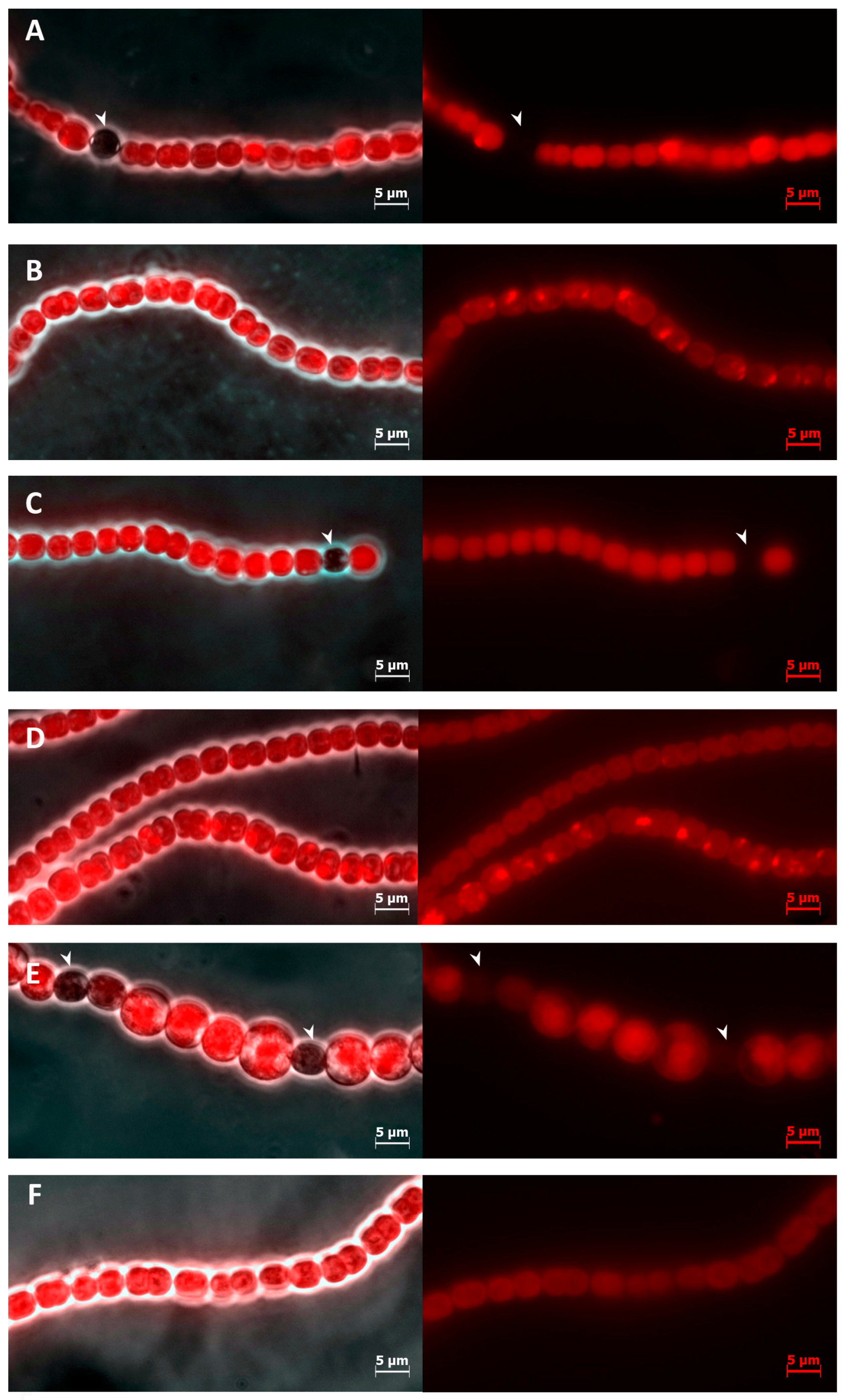 Toxins 10 00478 g001 Toxins 10 00478 g001