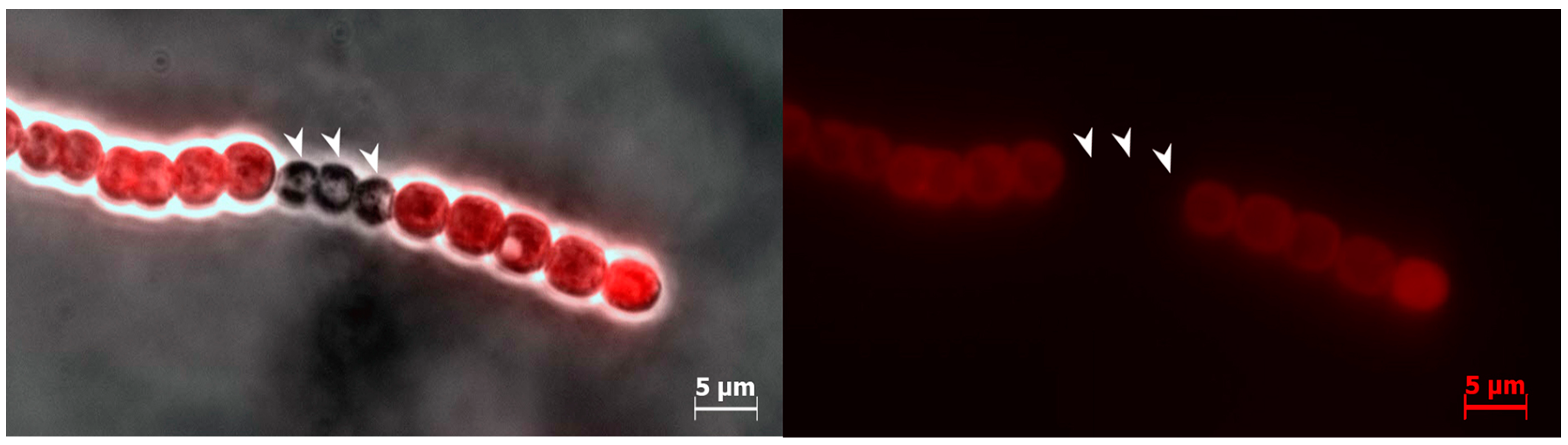 Toxins 10 00478 g002 Toxins 10 00478 g002