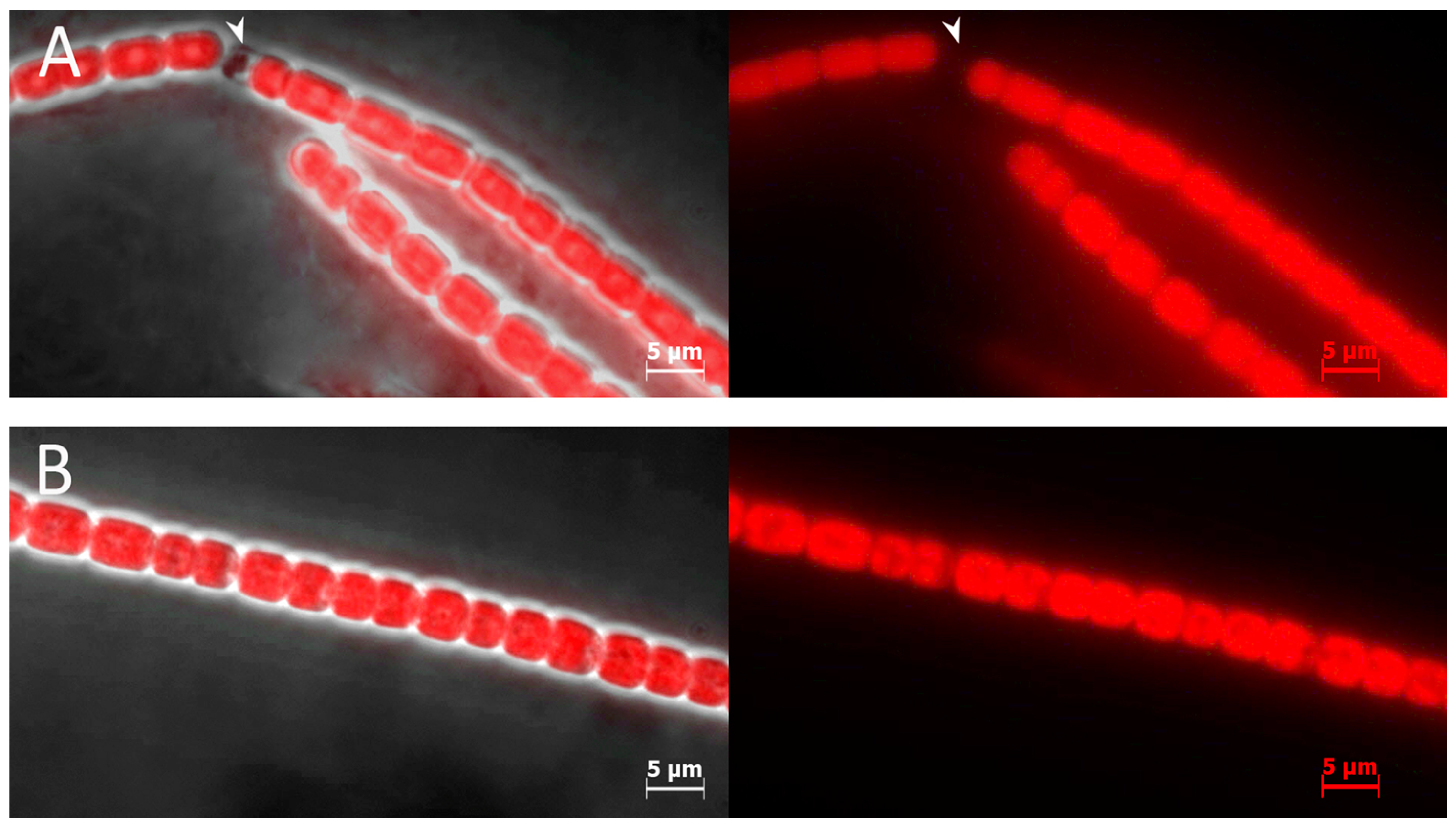 Toxins 10 00478 g004 Toxins 10 00478 g004