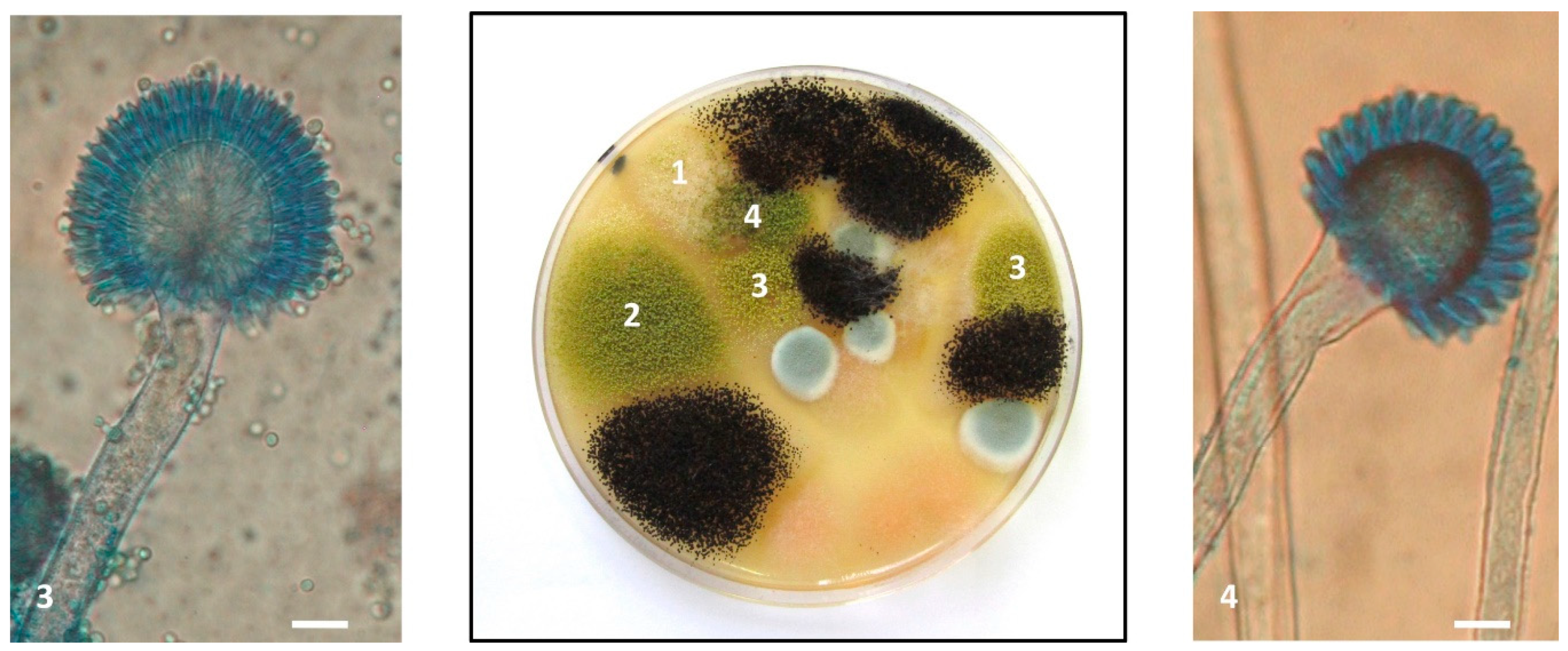 Toxins 10 00525 g005