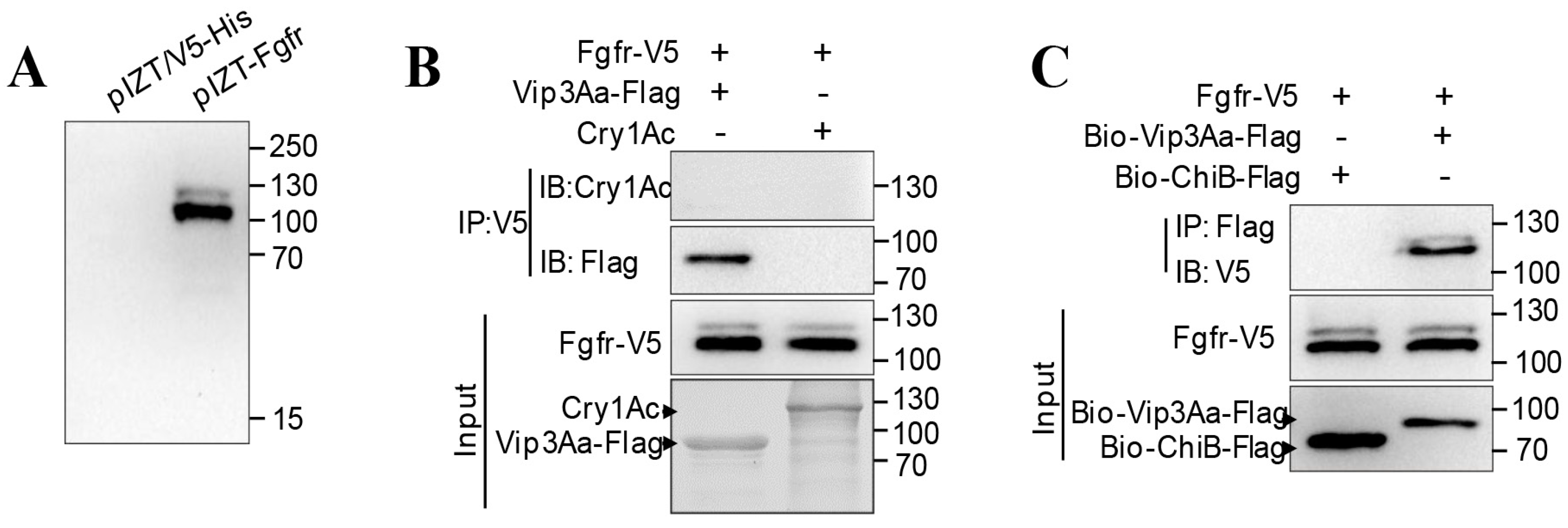 Toxins 10 00546 g003