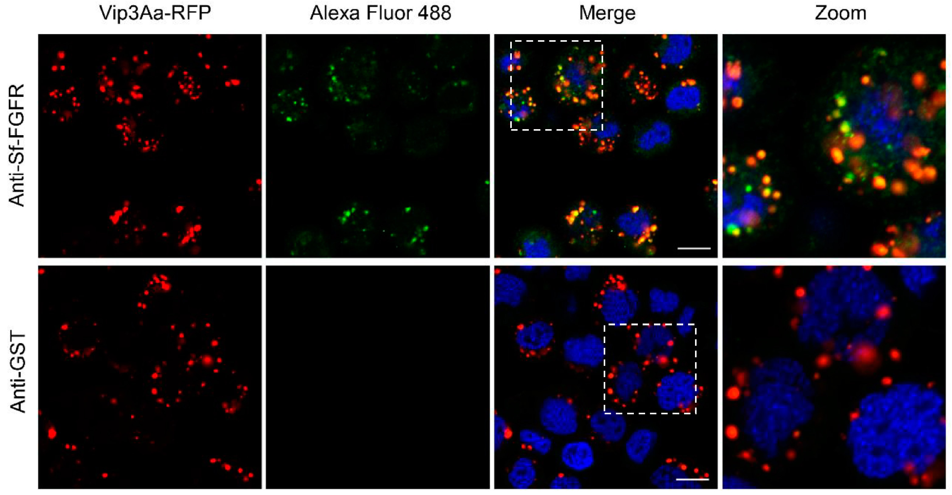 Toxins 10 00546 g004