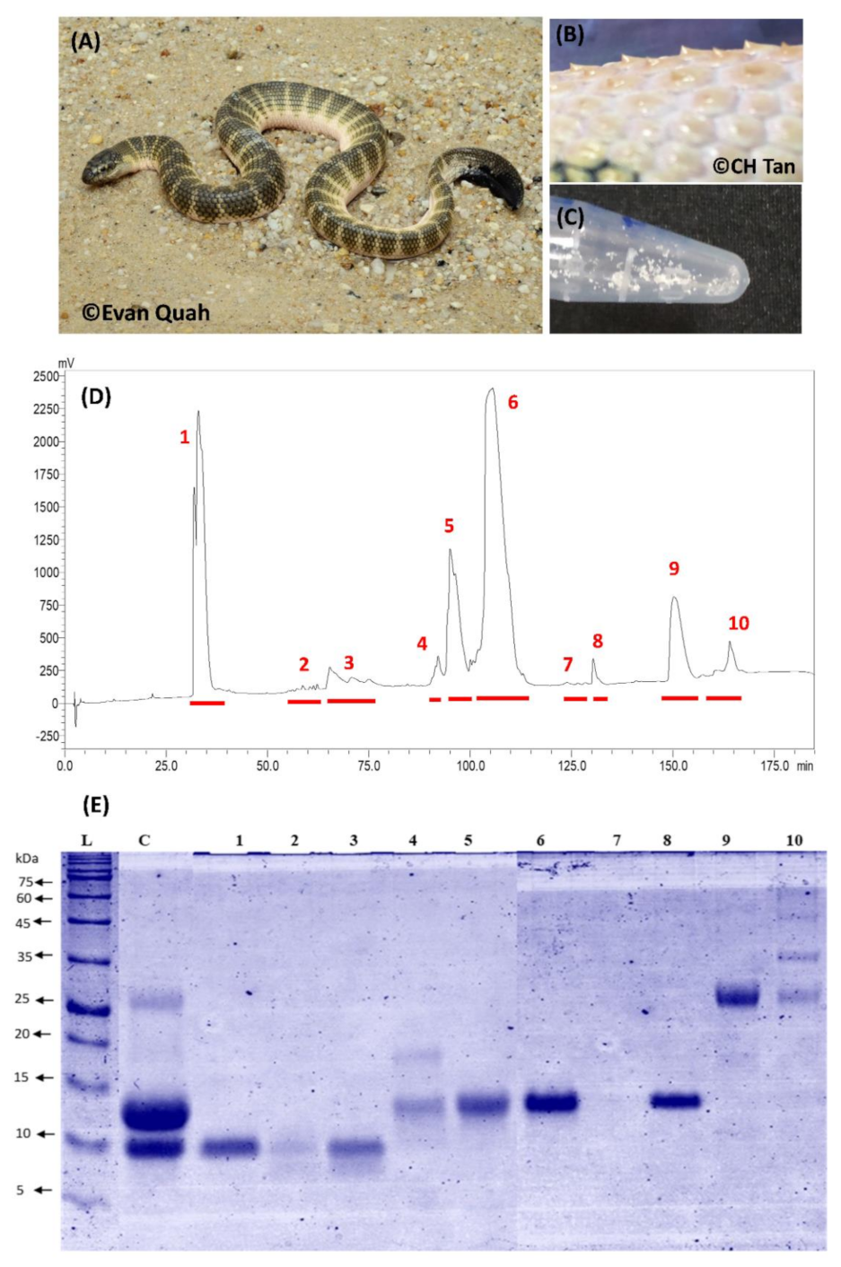 Toxins 11 00003 g001 Toxins 11 00003 g001