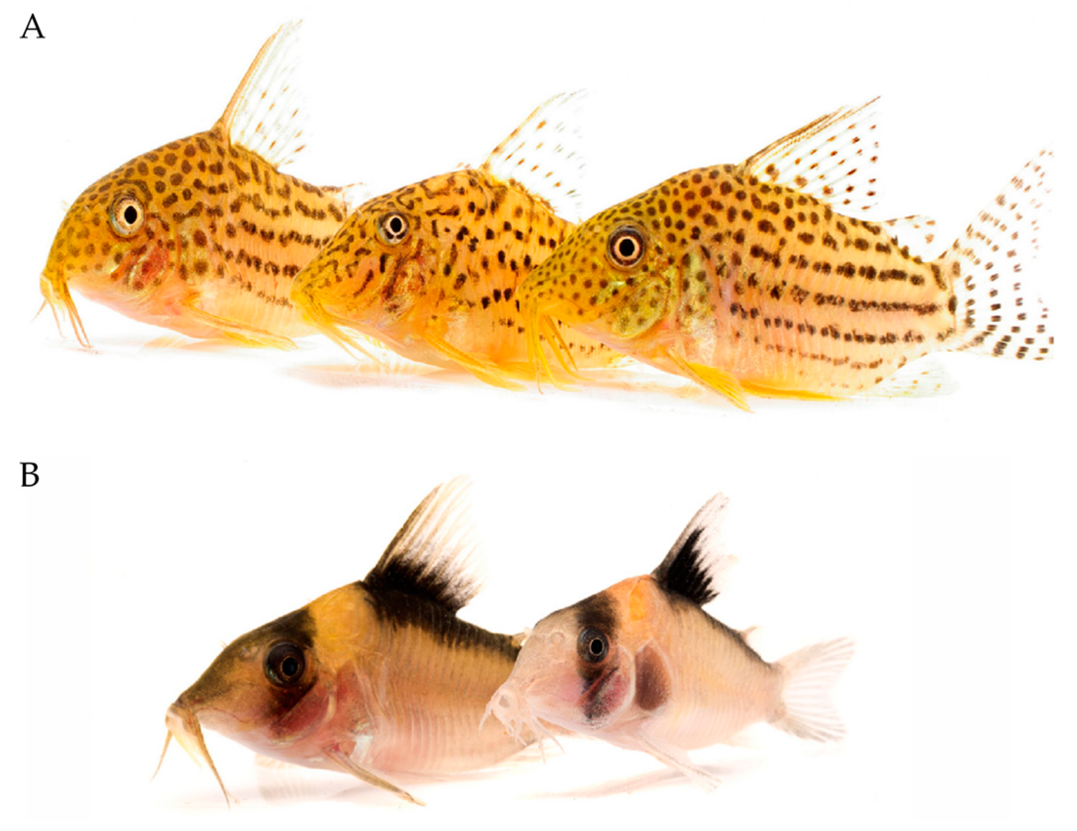 Toxins 11 00060 g004 Toxins 11 00060 g004