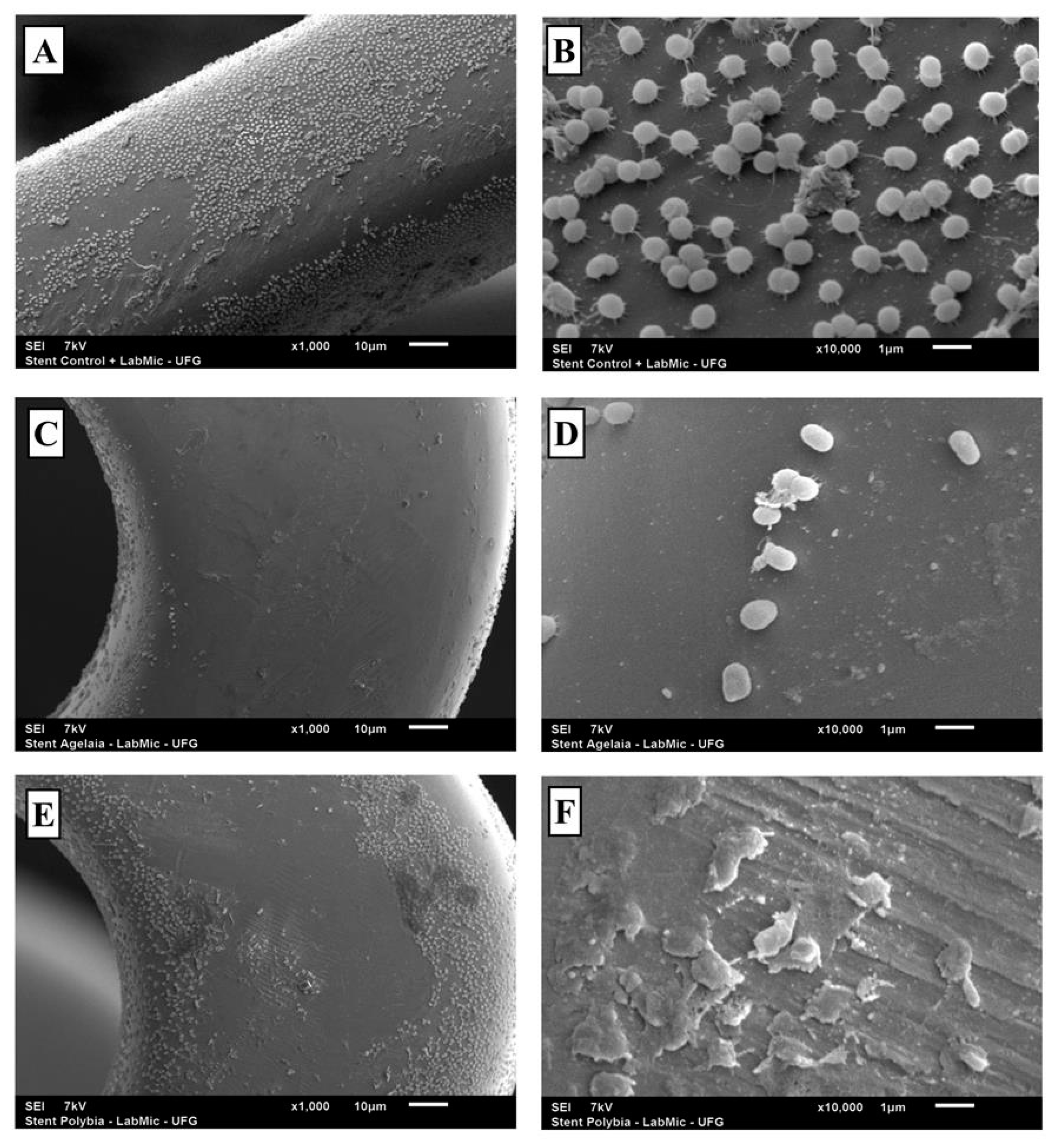 Toxins 11 00216 g006 Toxins 11 00216 g006