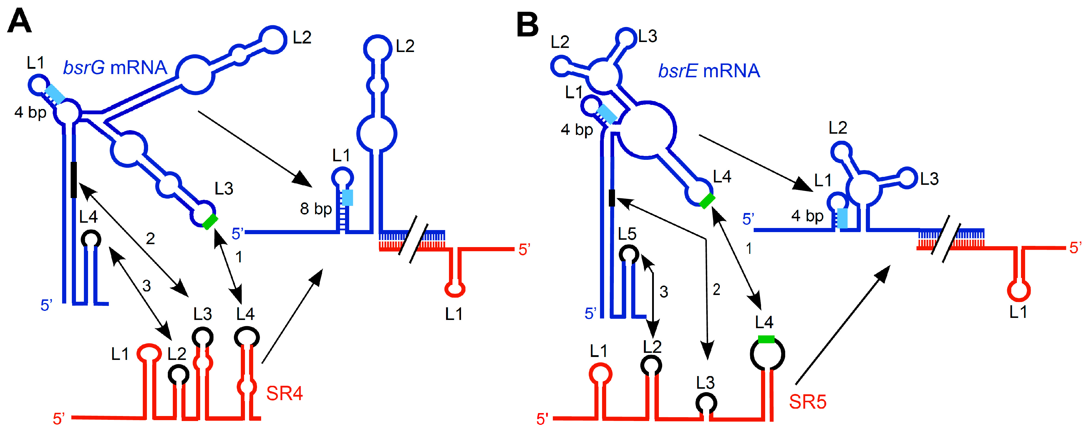 Toxins 11 00262 g002
