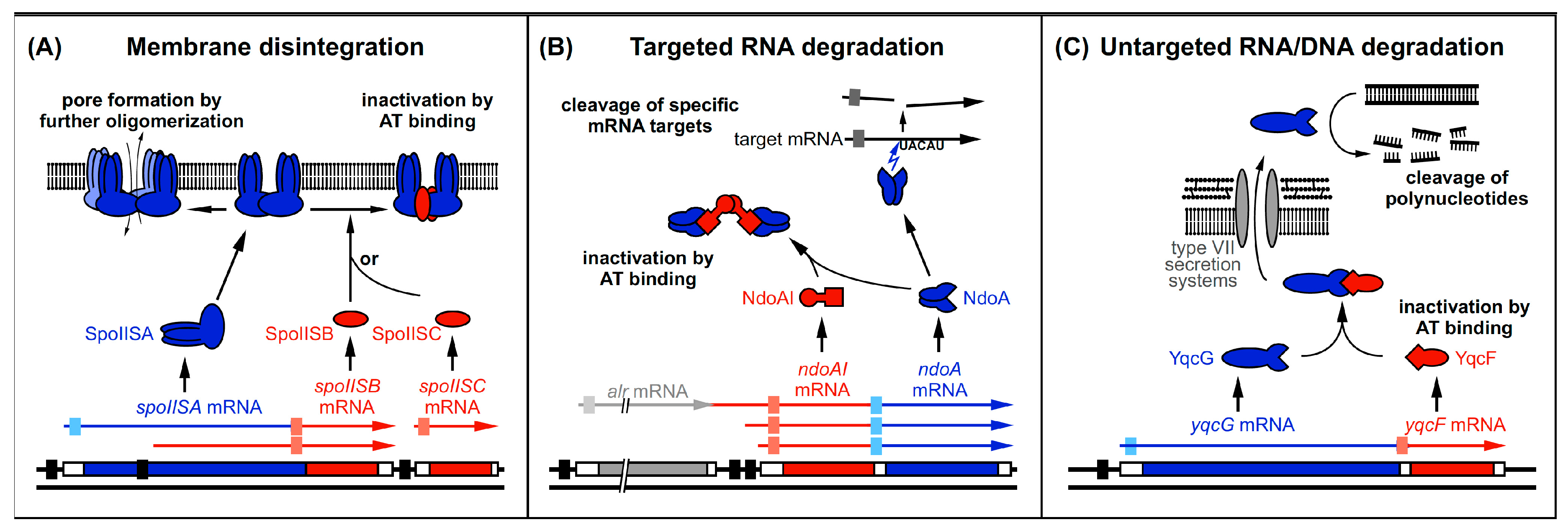 Toxins 11 00262 g004