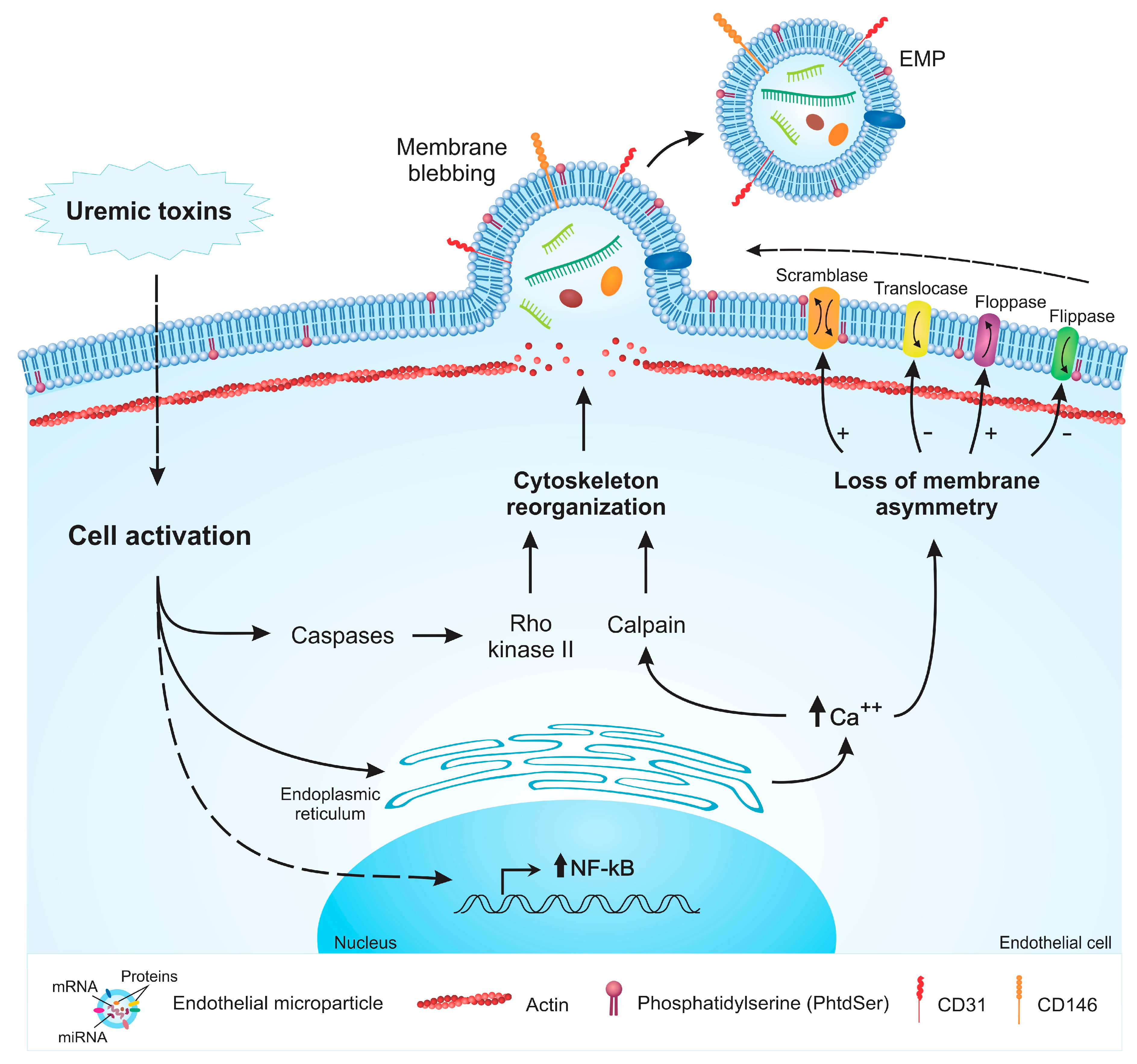 Toxins 11 00267 g001 Toxins 11 00267 g001
