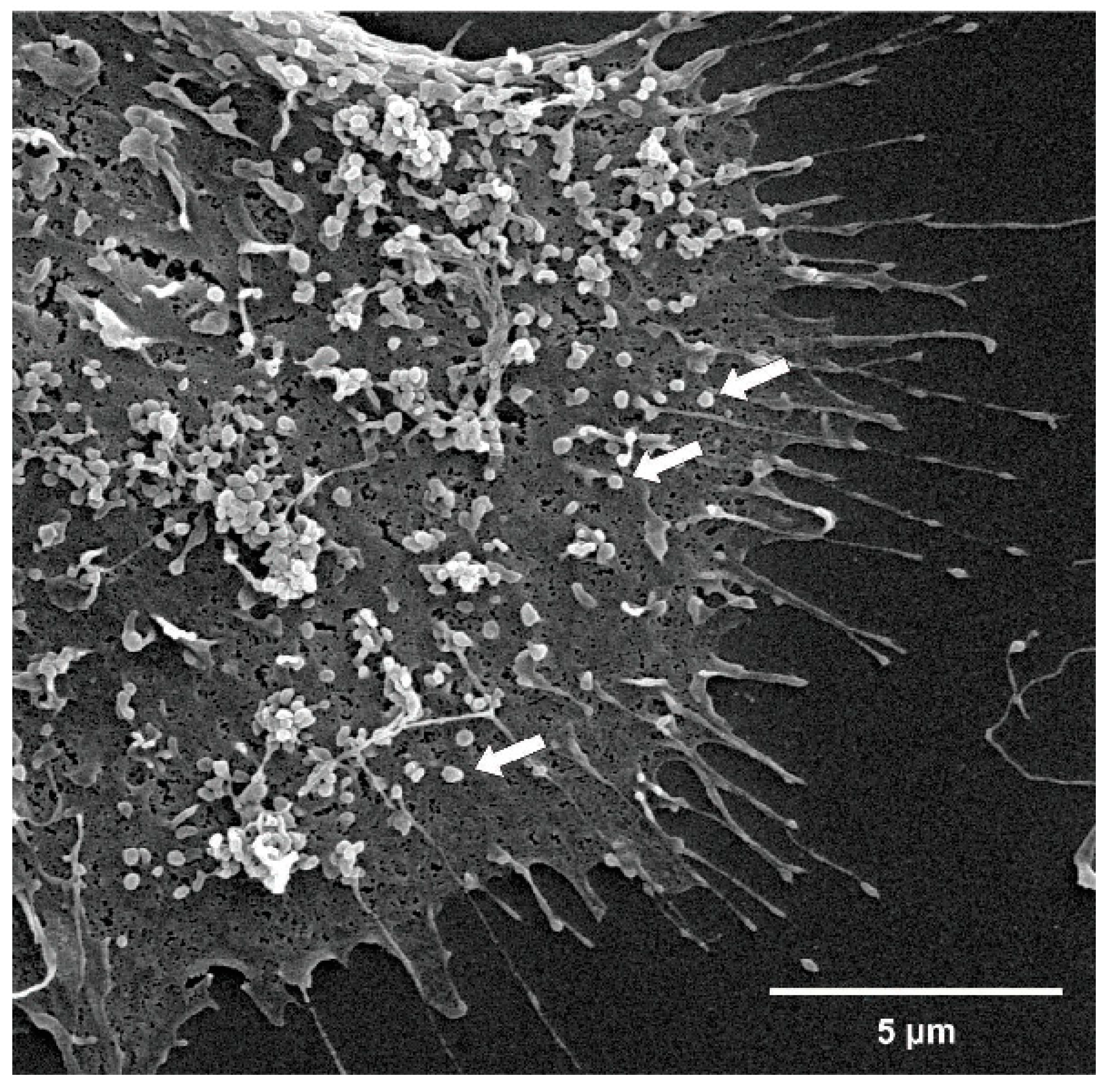 Toxins 11 00267 g003 Toxins 11 00267 g003