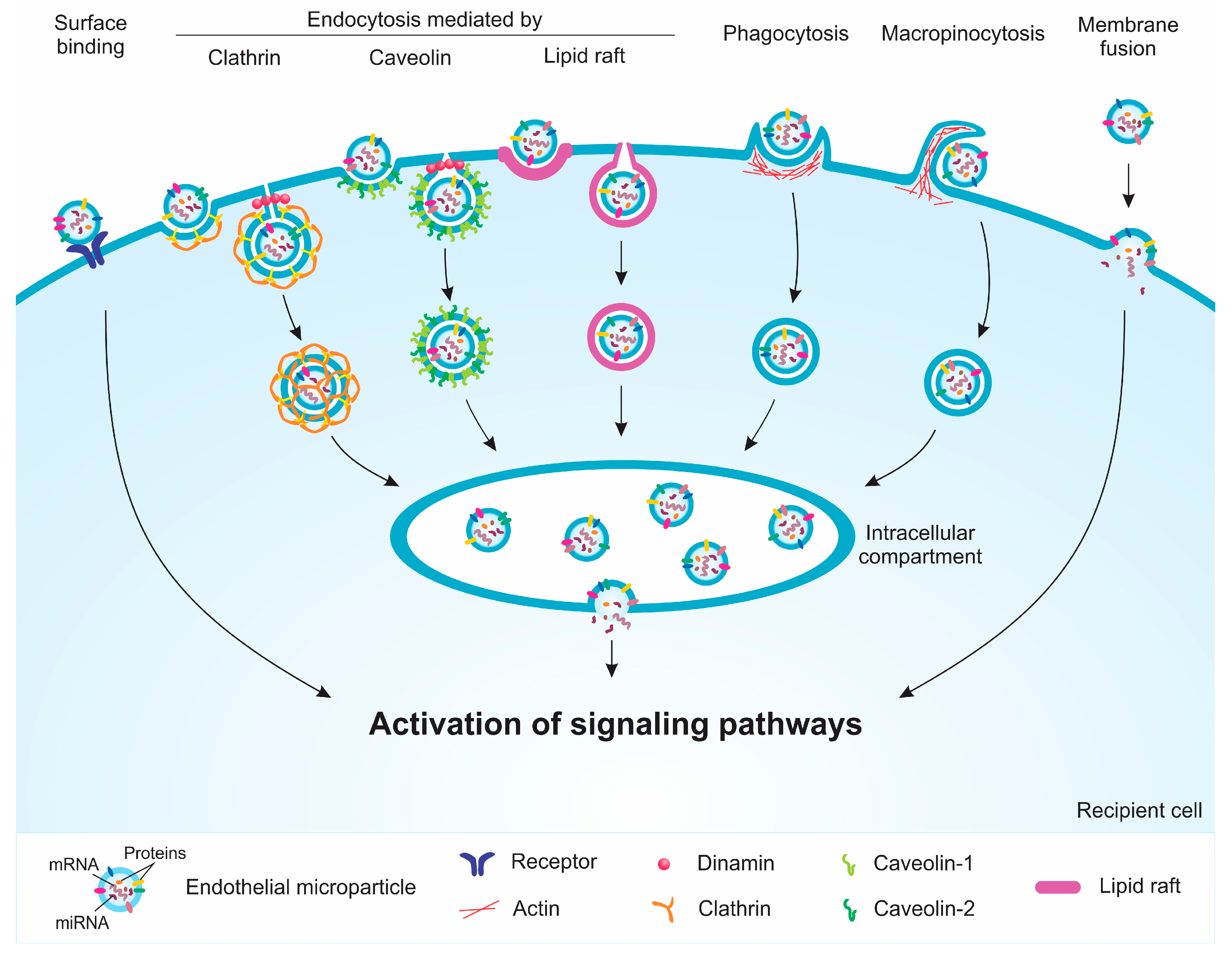 Toxins 11 00267 g004 Toxins 11 00267 g004