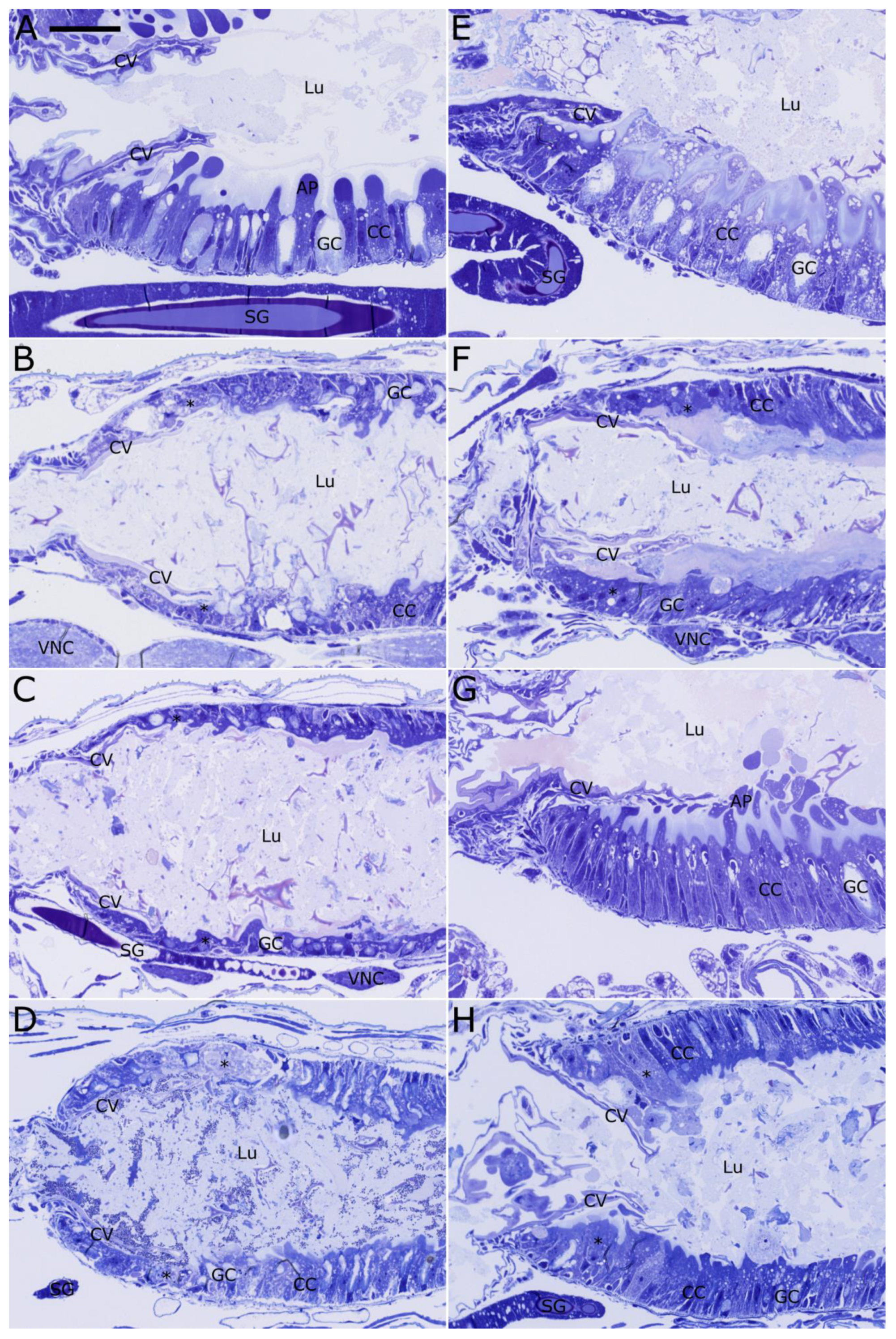 Toxins 11 00276 g005