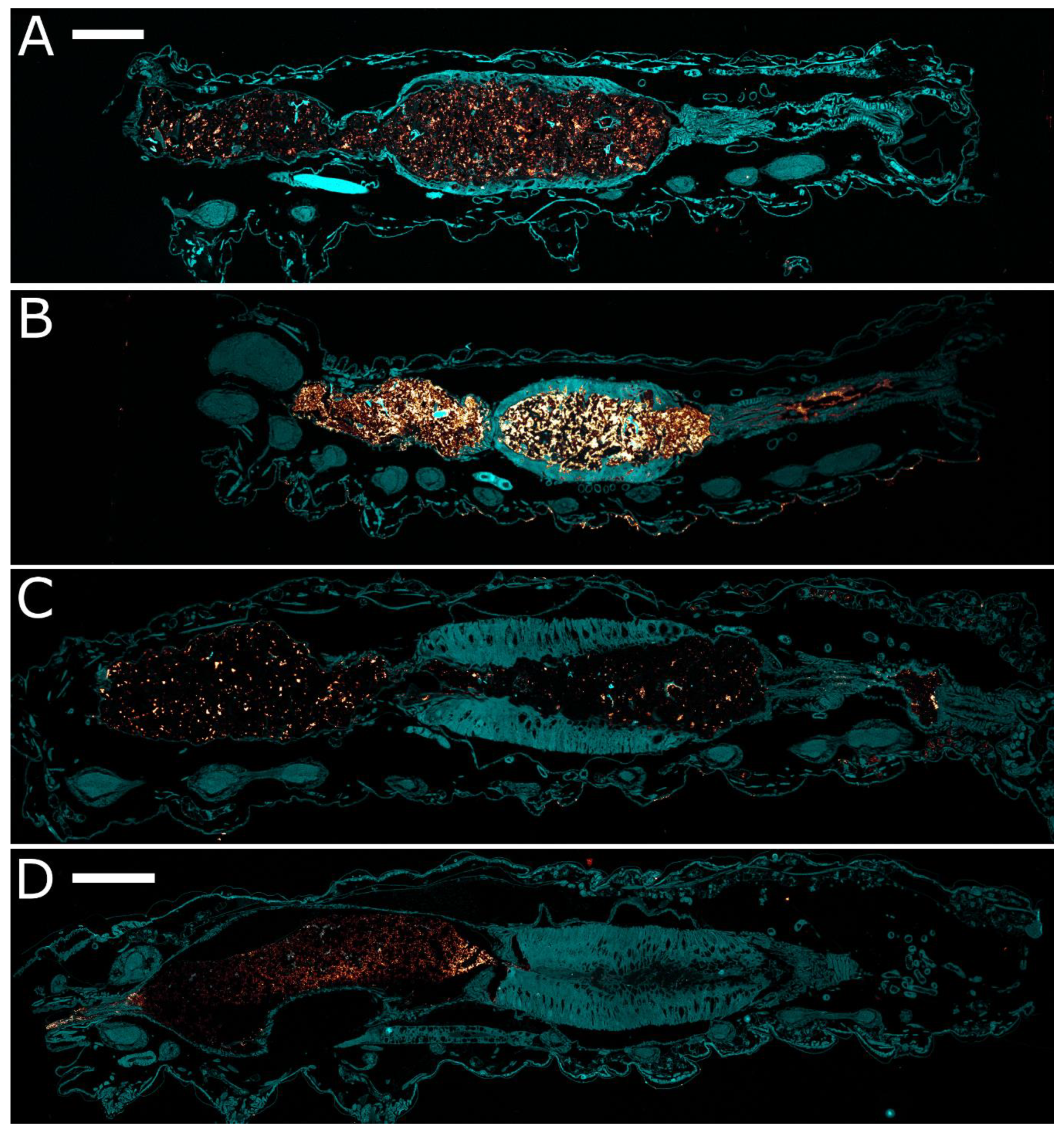 Toxins 11 00276 g006