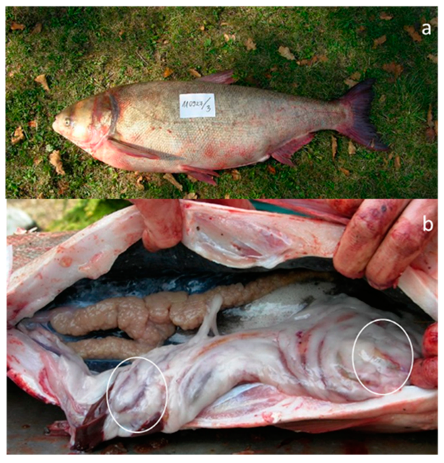 Toxins 11 00288 g002 Toxins 11 00288 g002