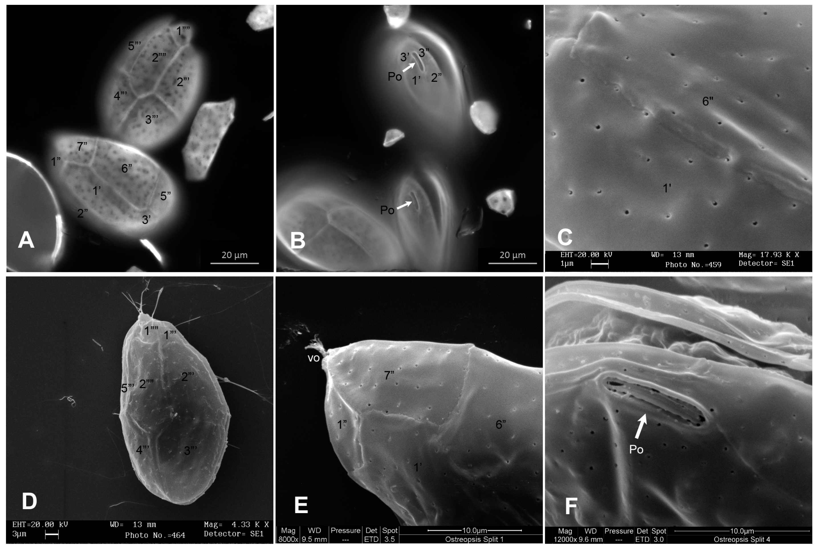 Toxins 11 00300 g003 Toxins 11 00300 g003